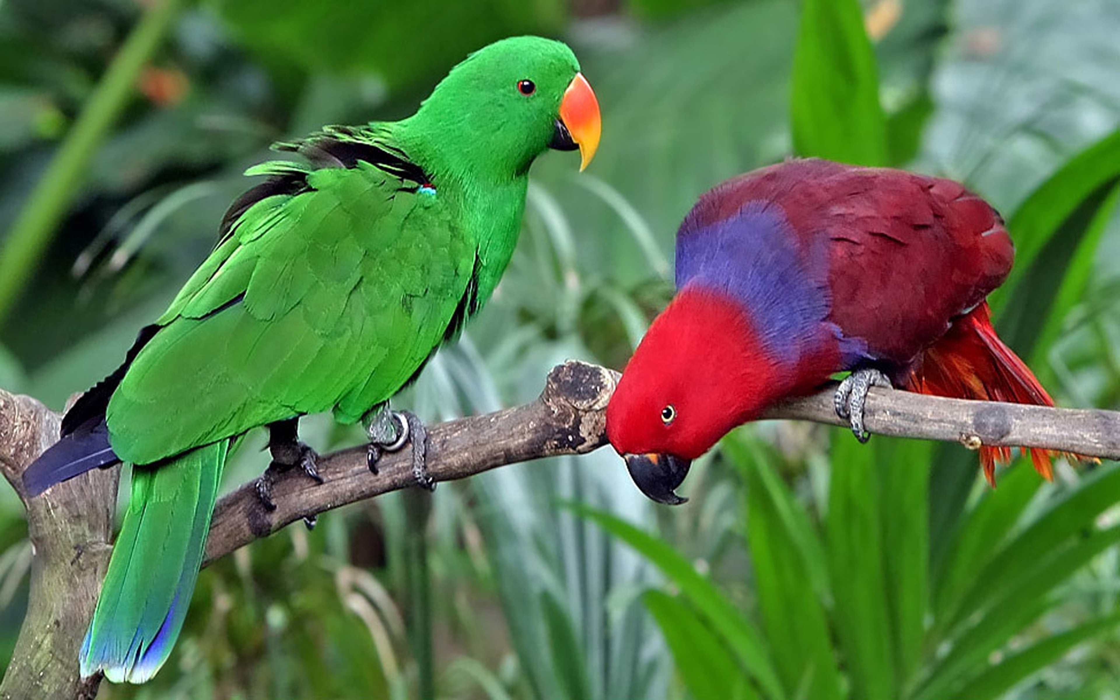 Eclectus parrots