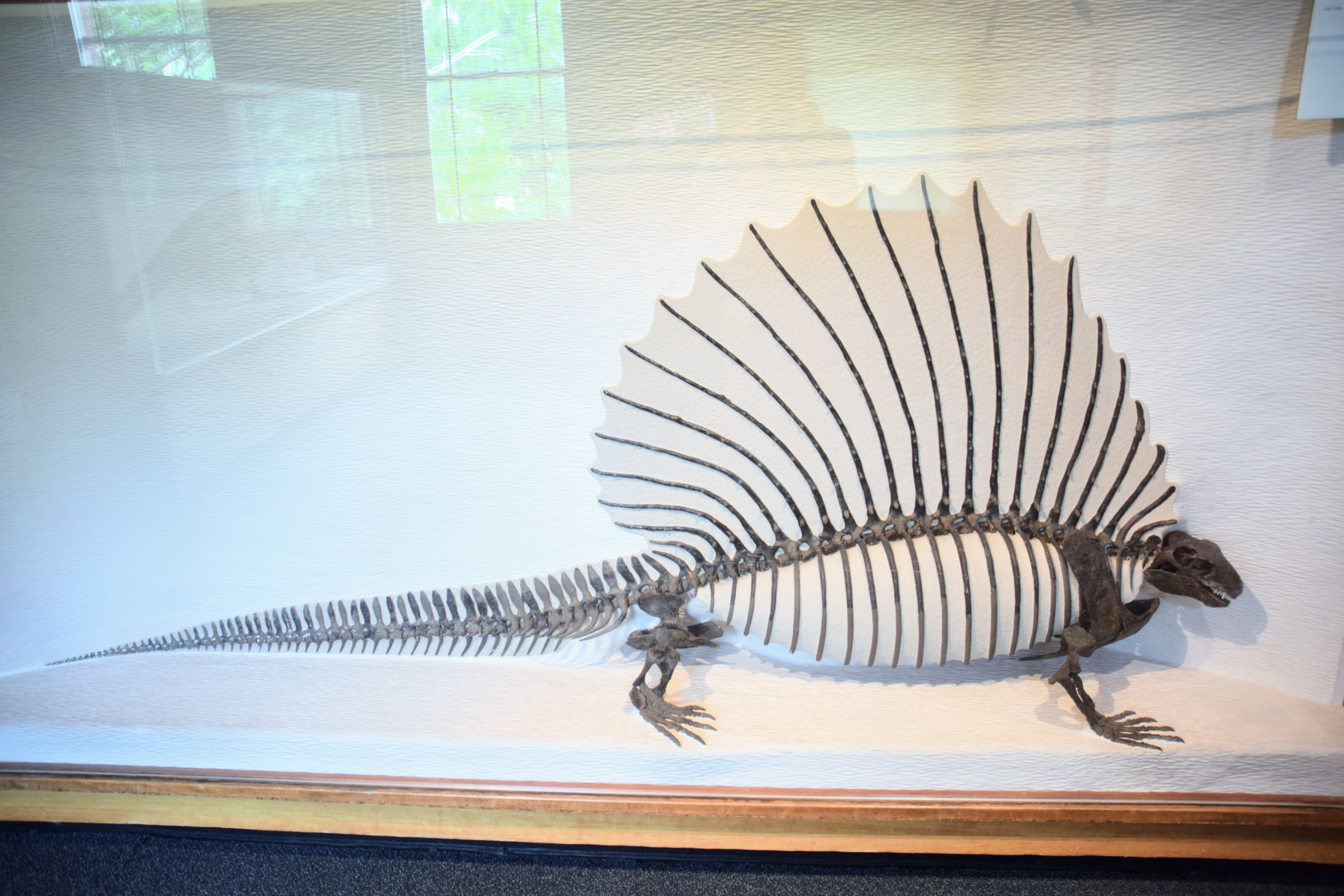 edaphosaurus