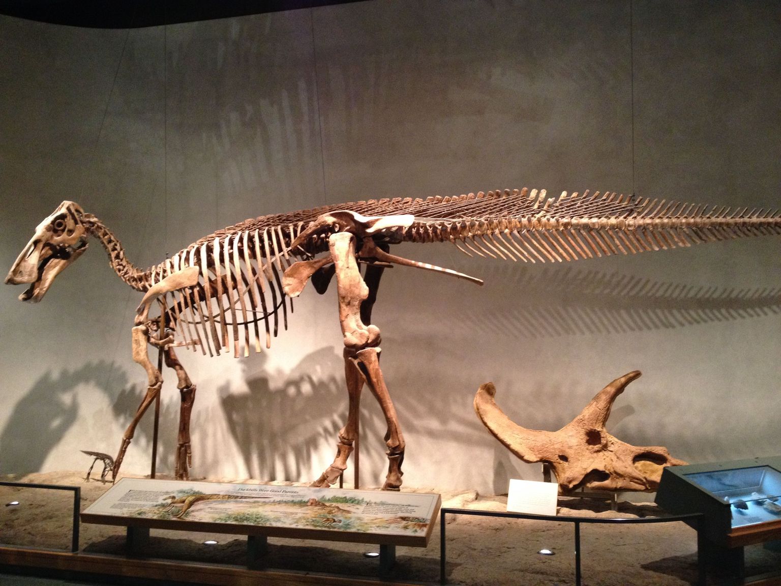 edmontosaurus