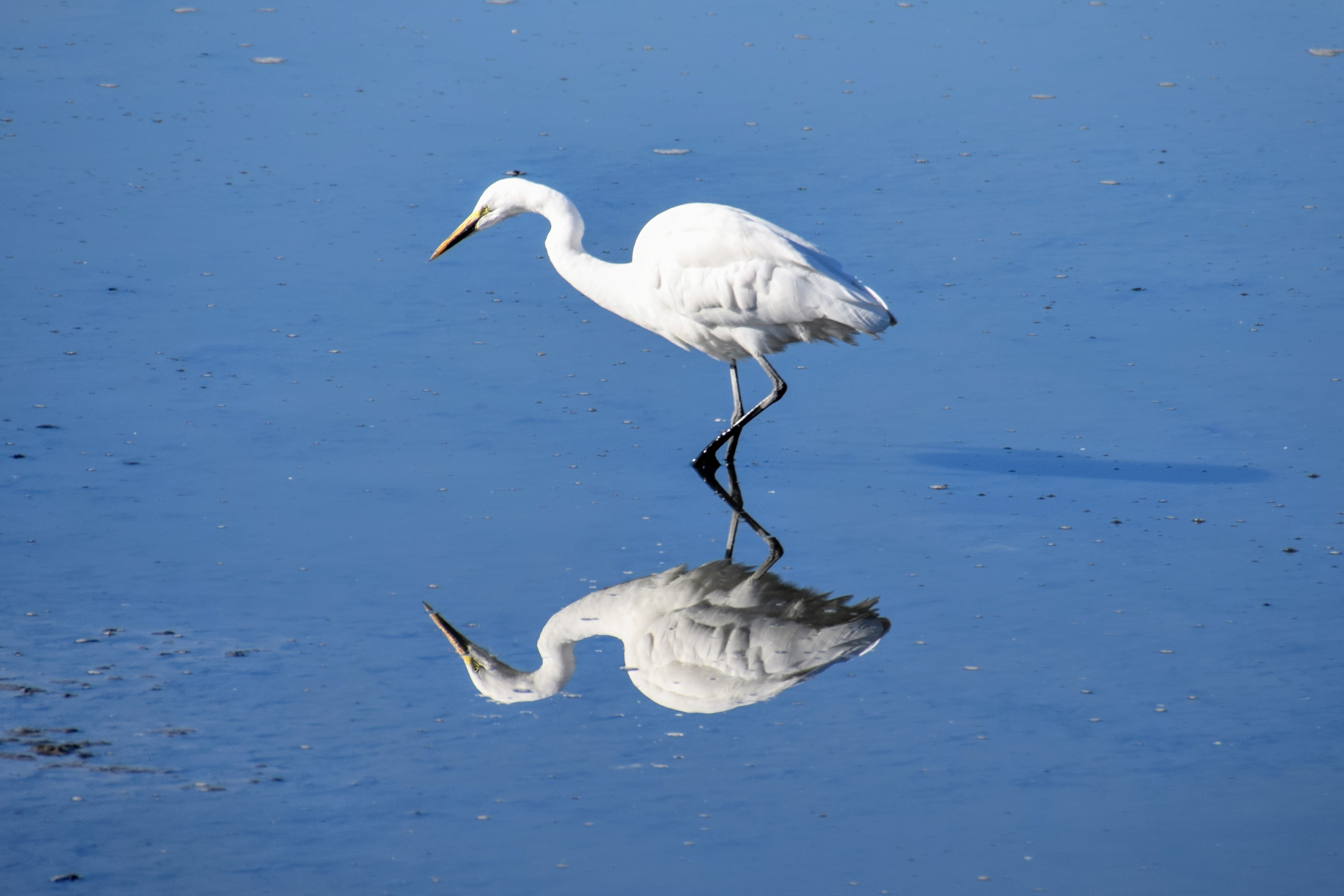 egret