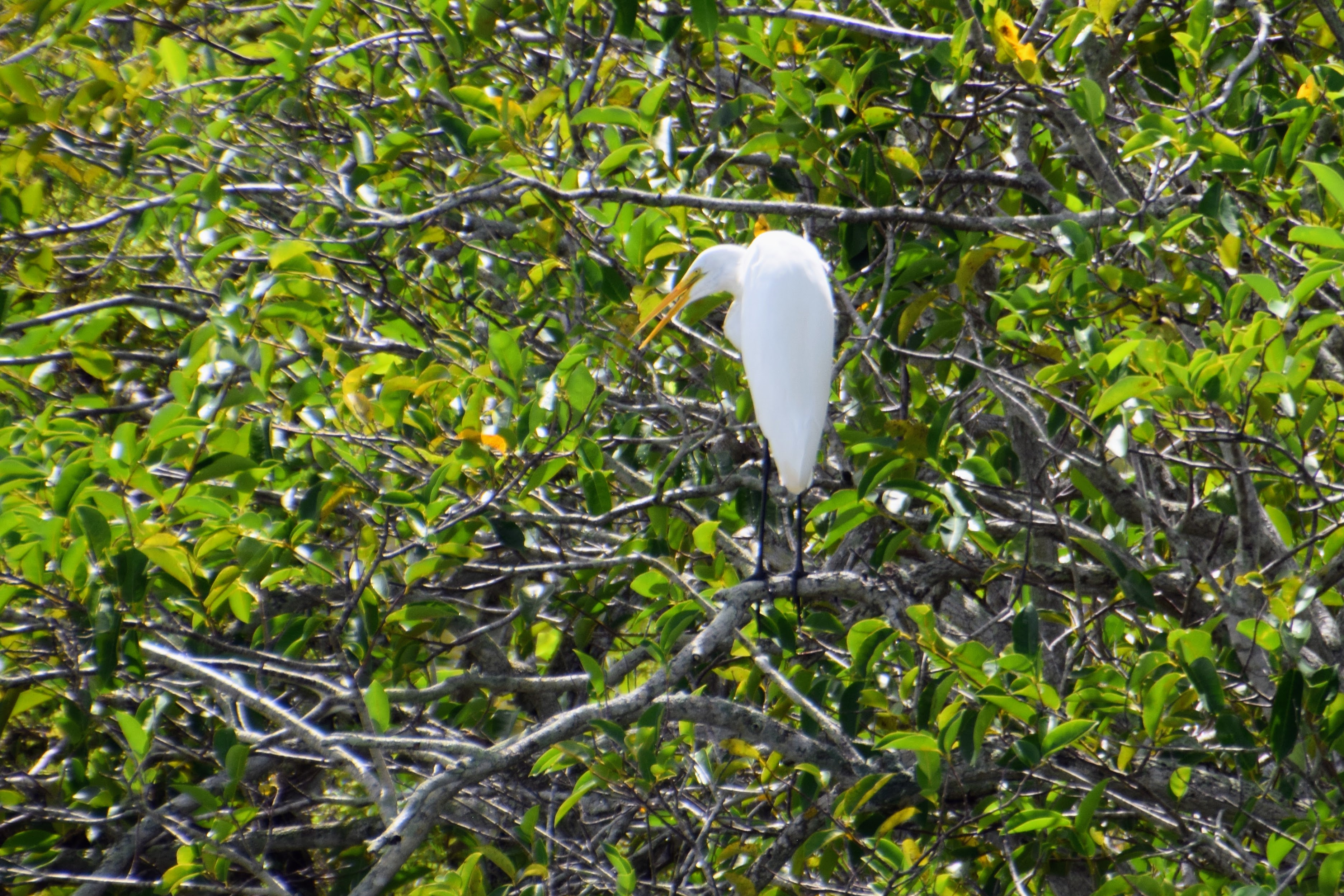 egret