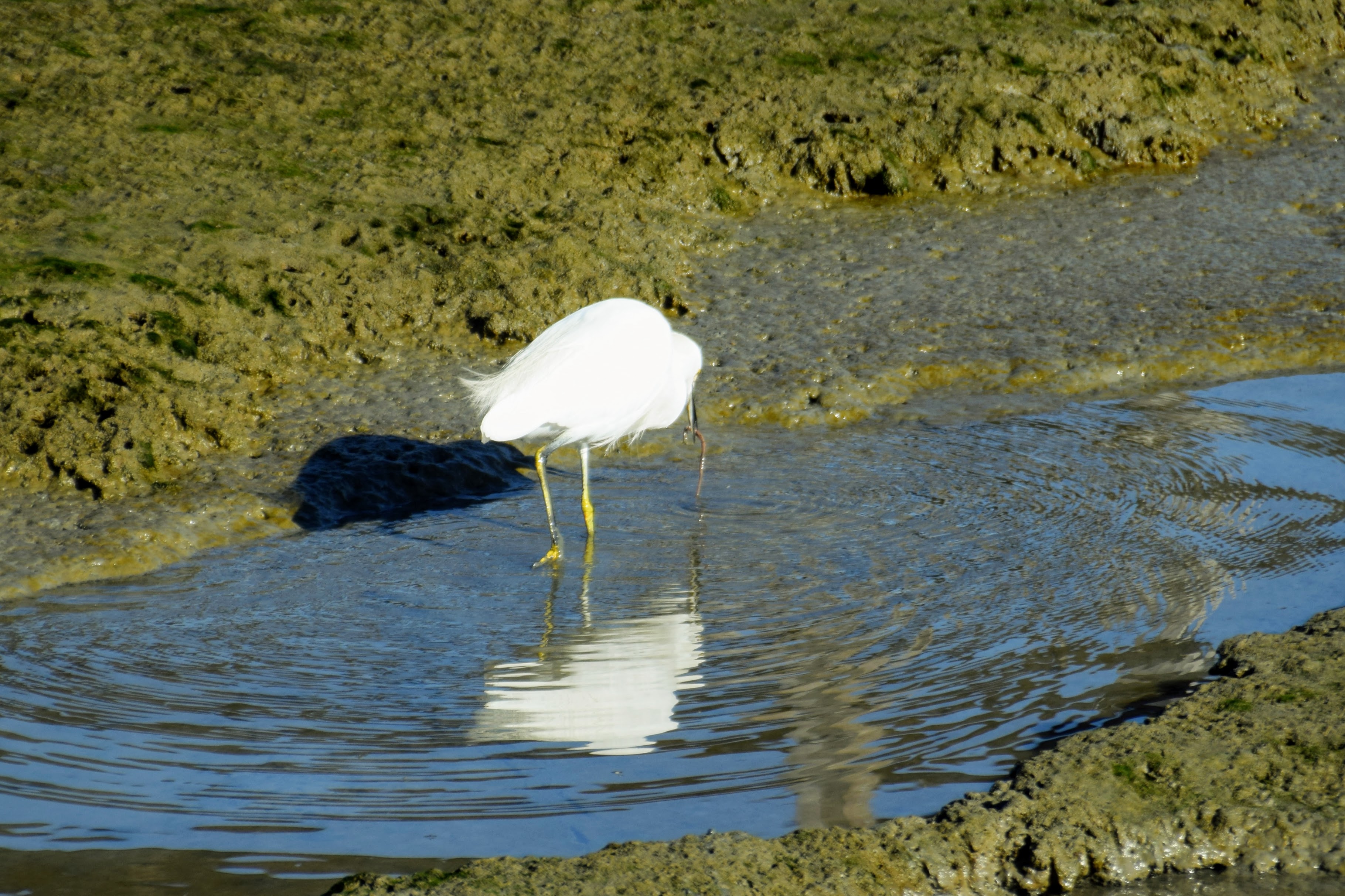 egret2