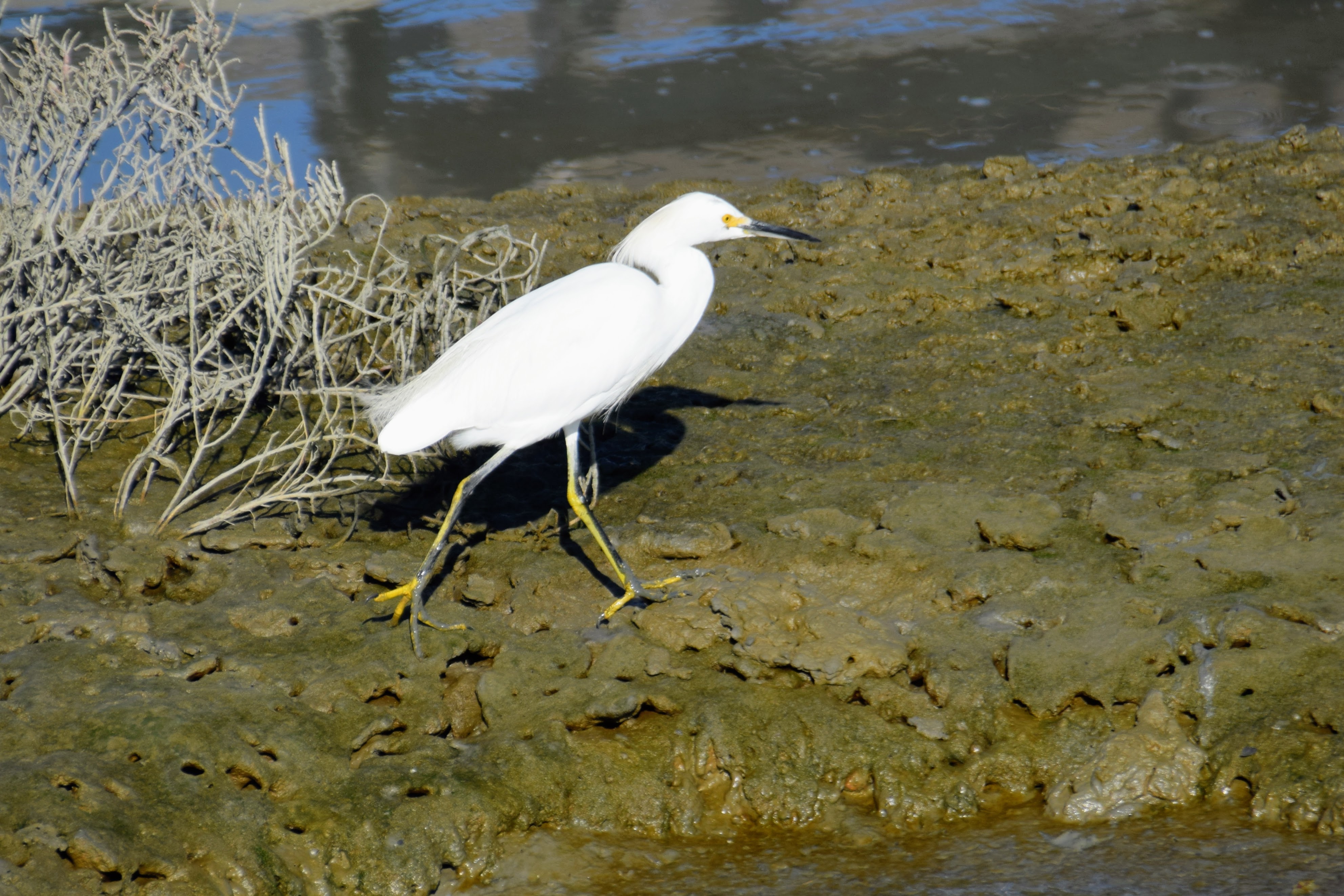 egret1