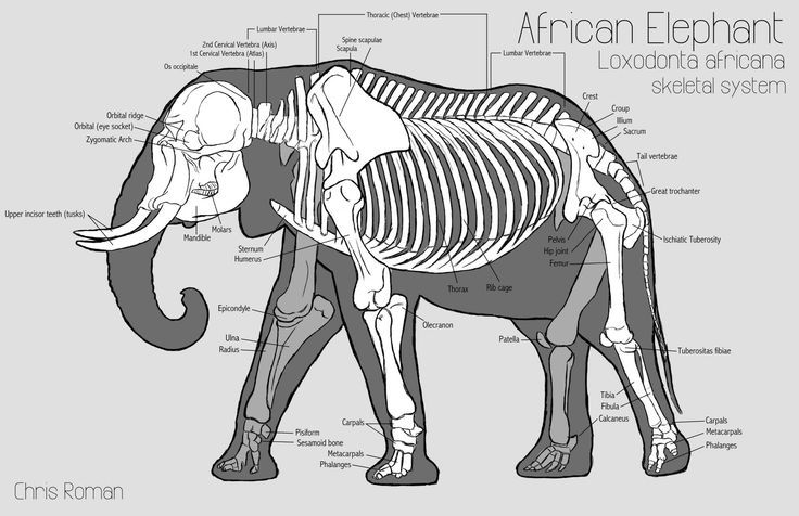 elephant-skeleton