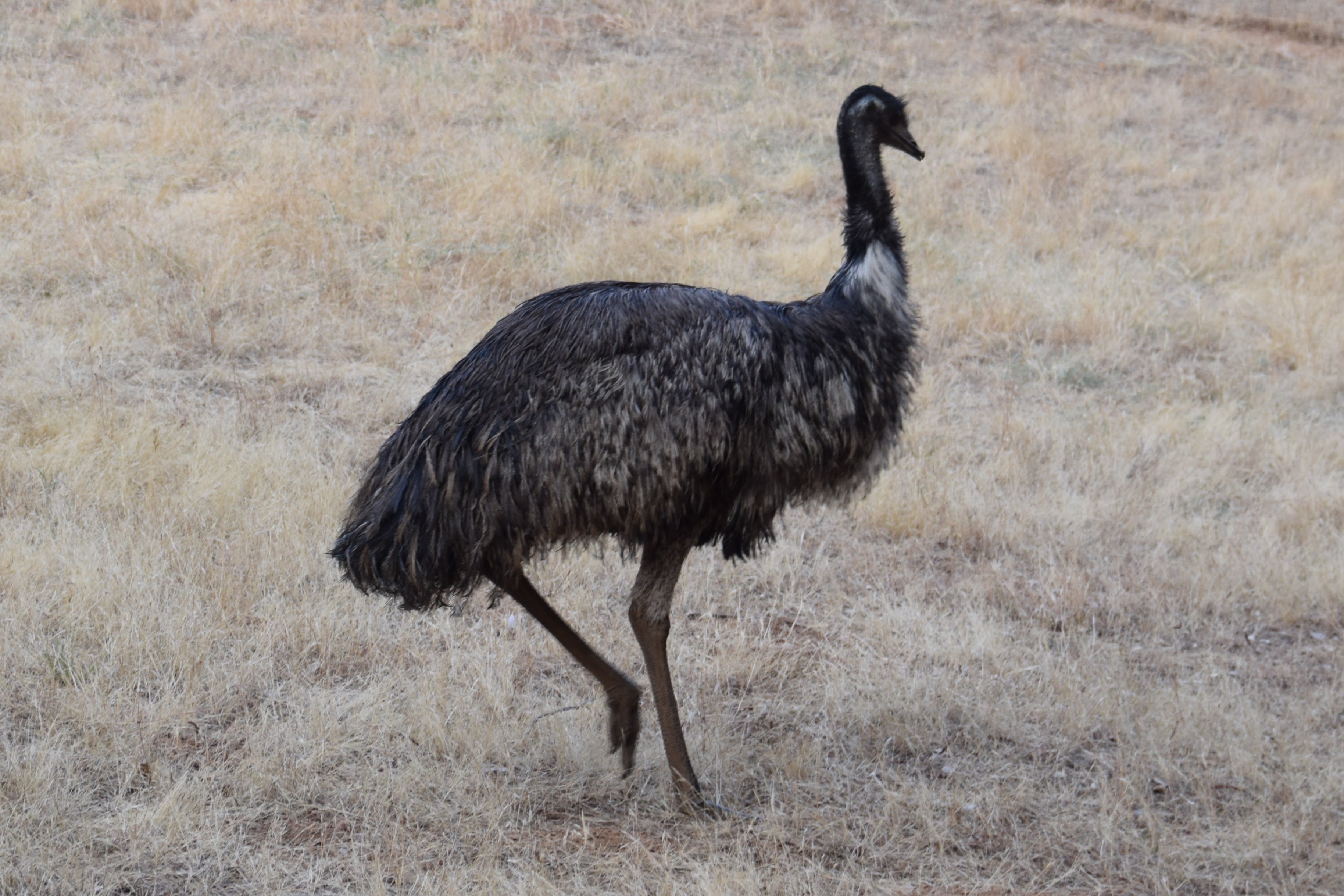 emu-body