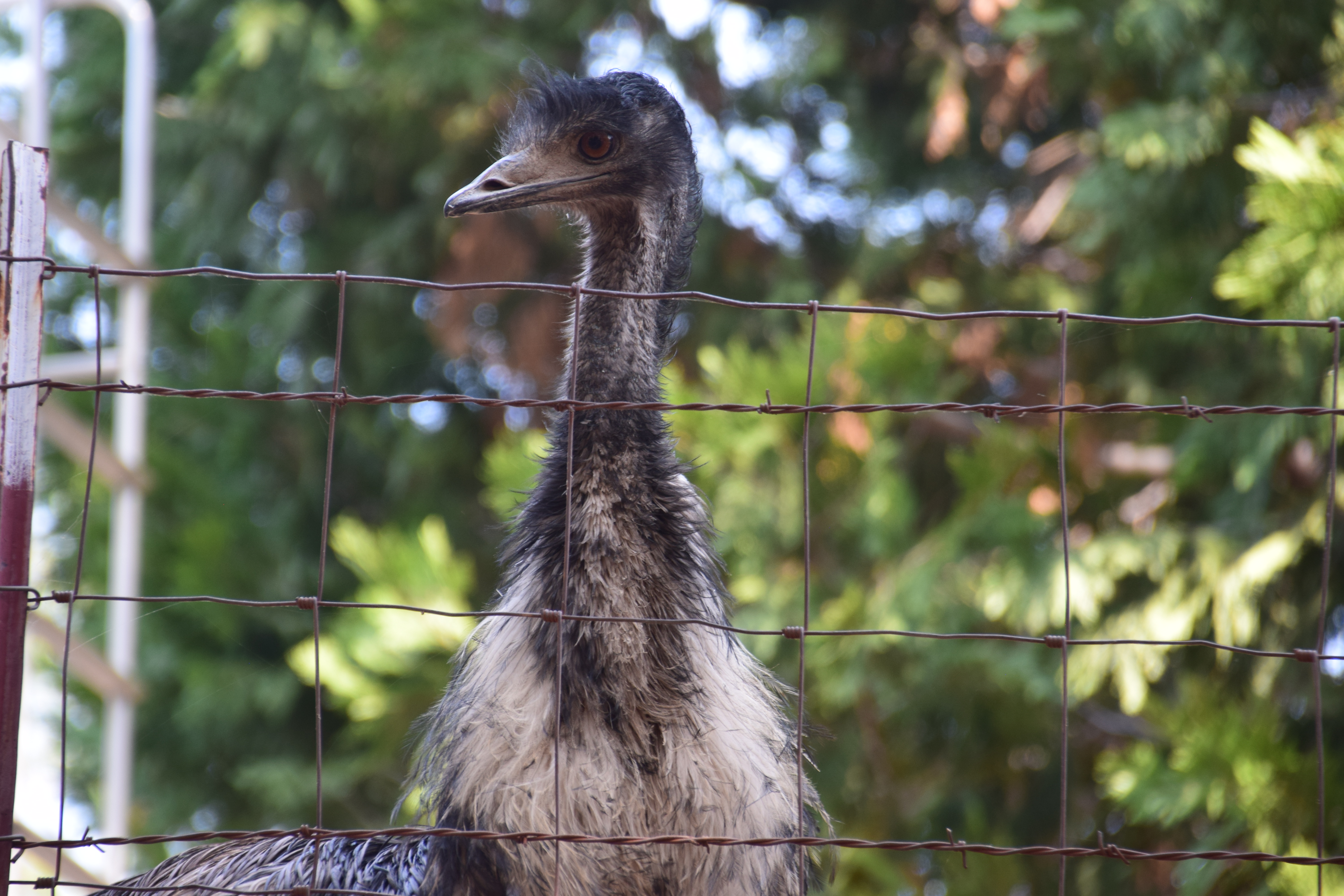emu-closeup