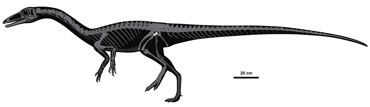 erythrovenator