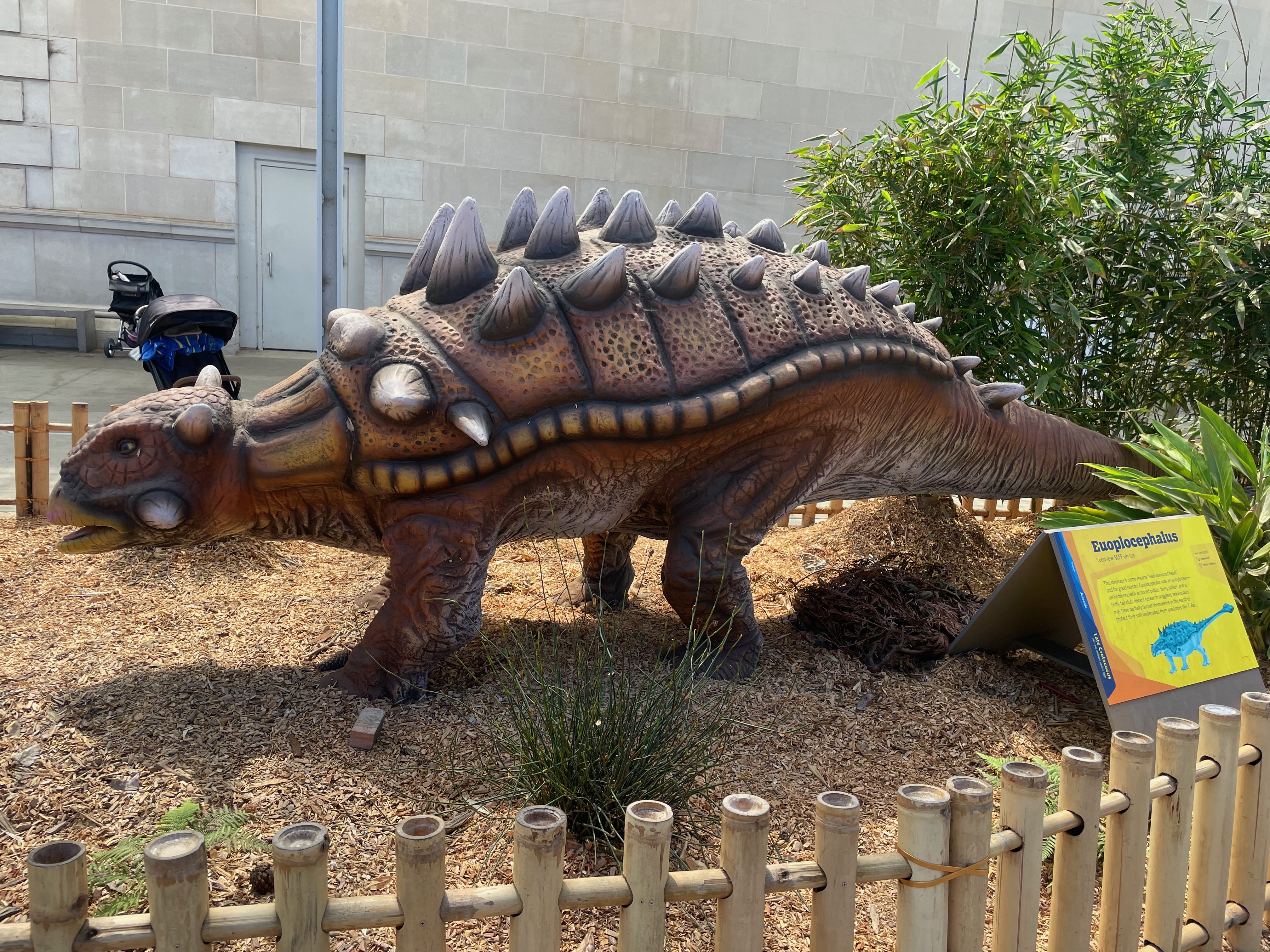 euoplocephalus