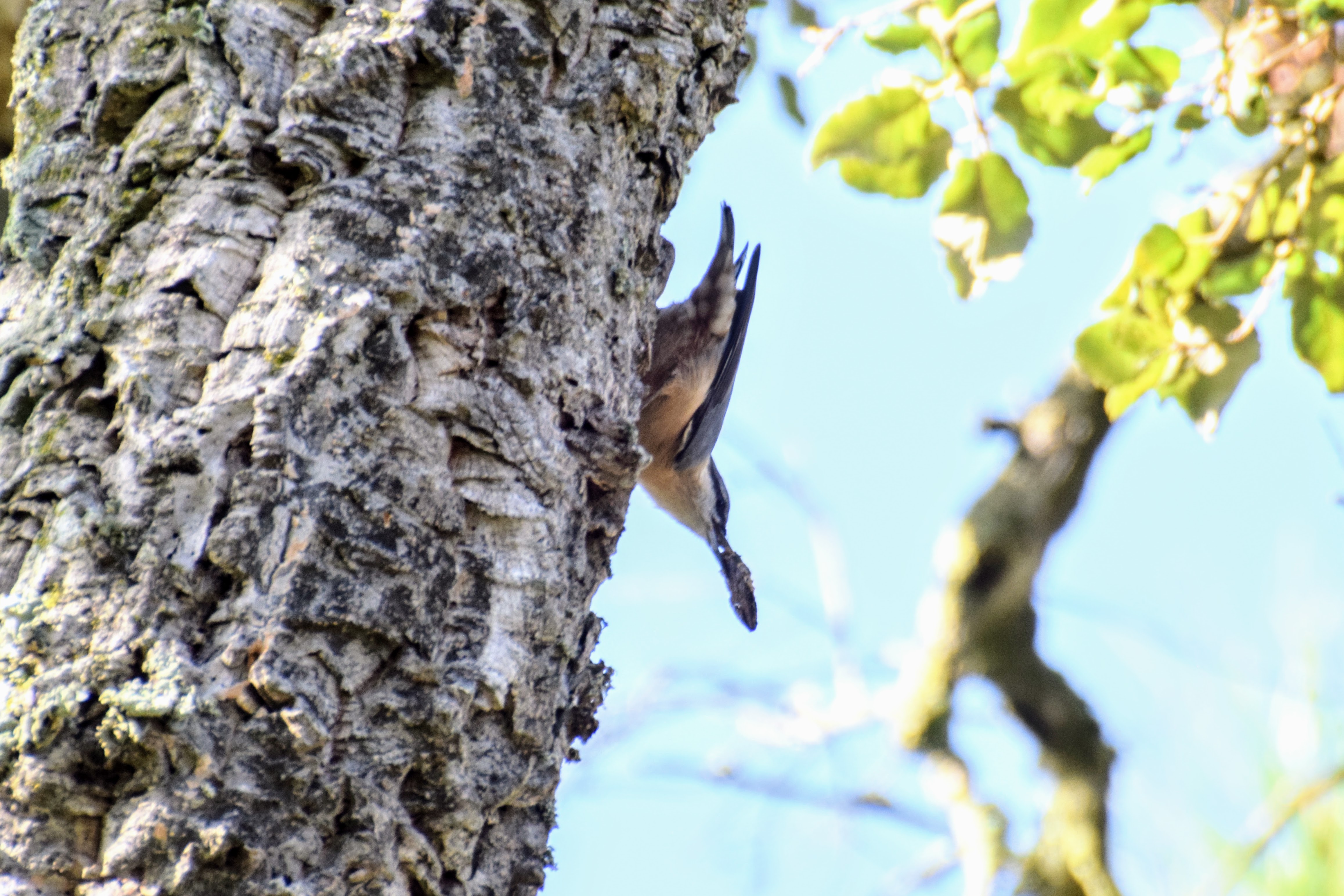 nuthatch