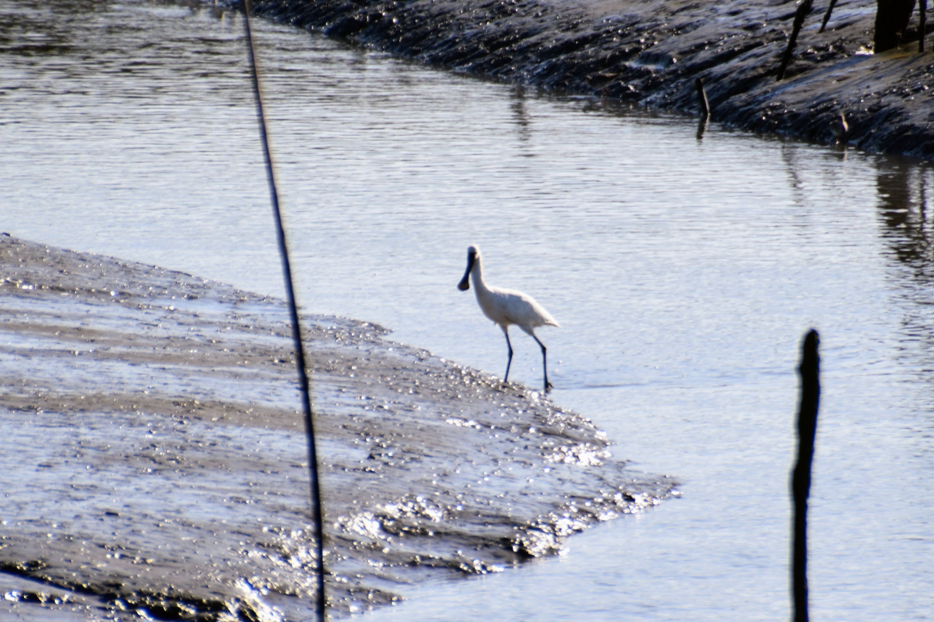 spoonbill