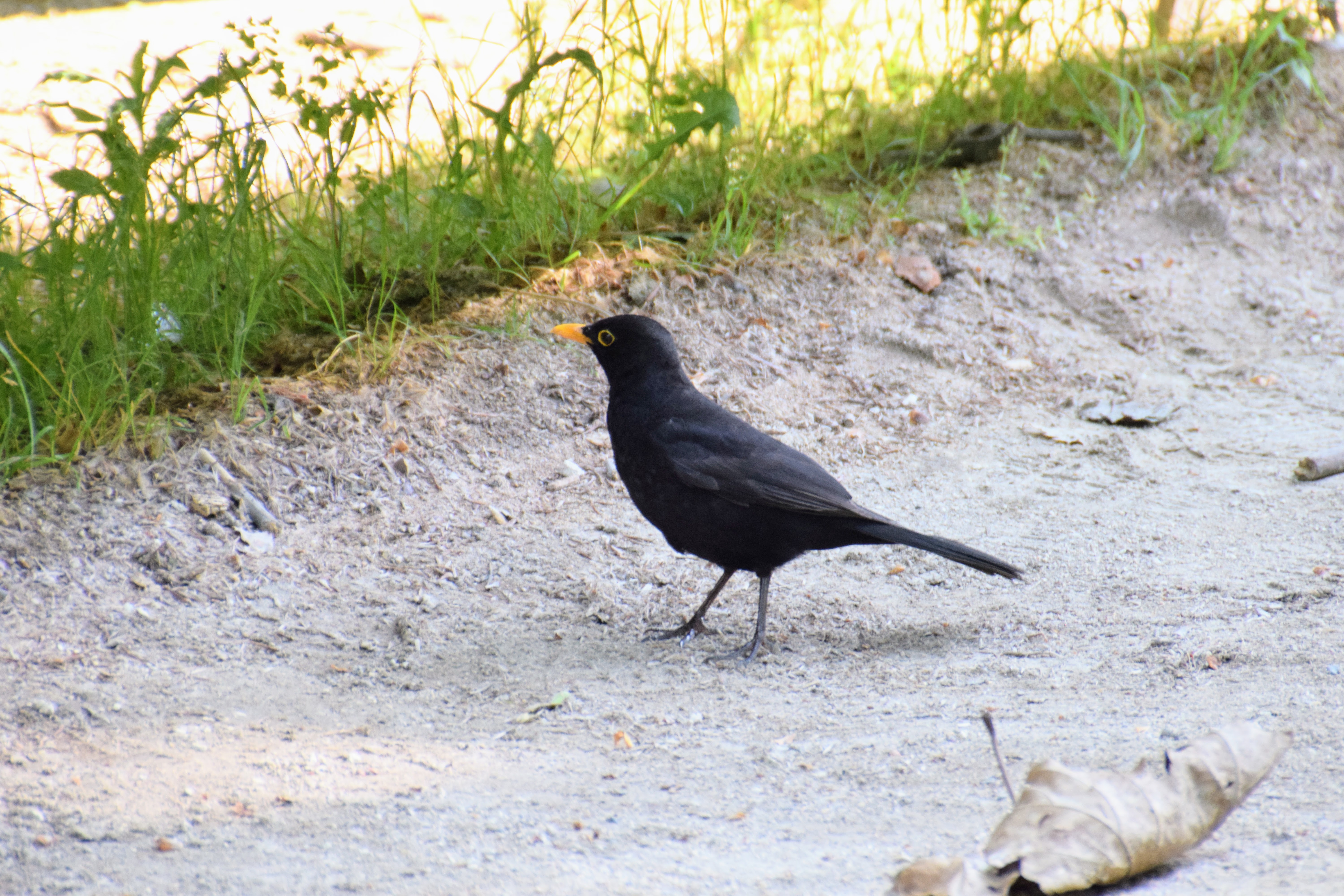 blackbird