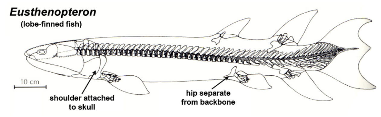 eusthenopteron