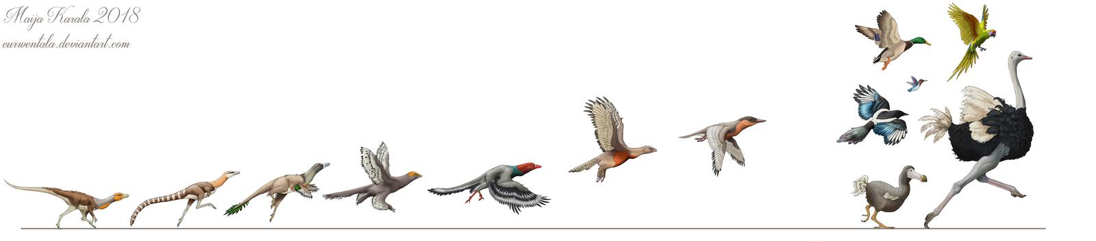 evolution of birds