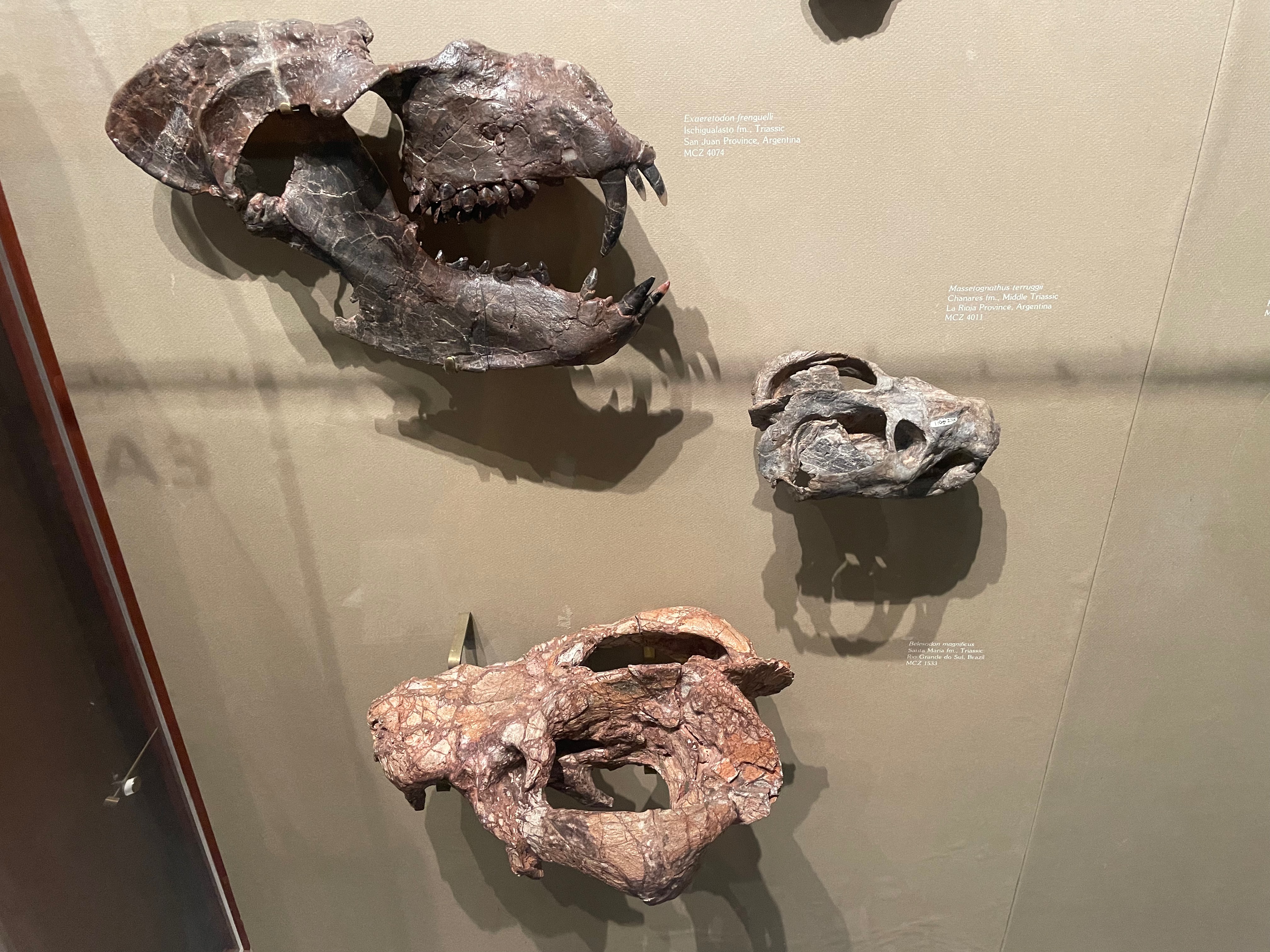 exaeretodon and others