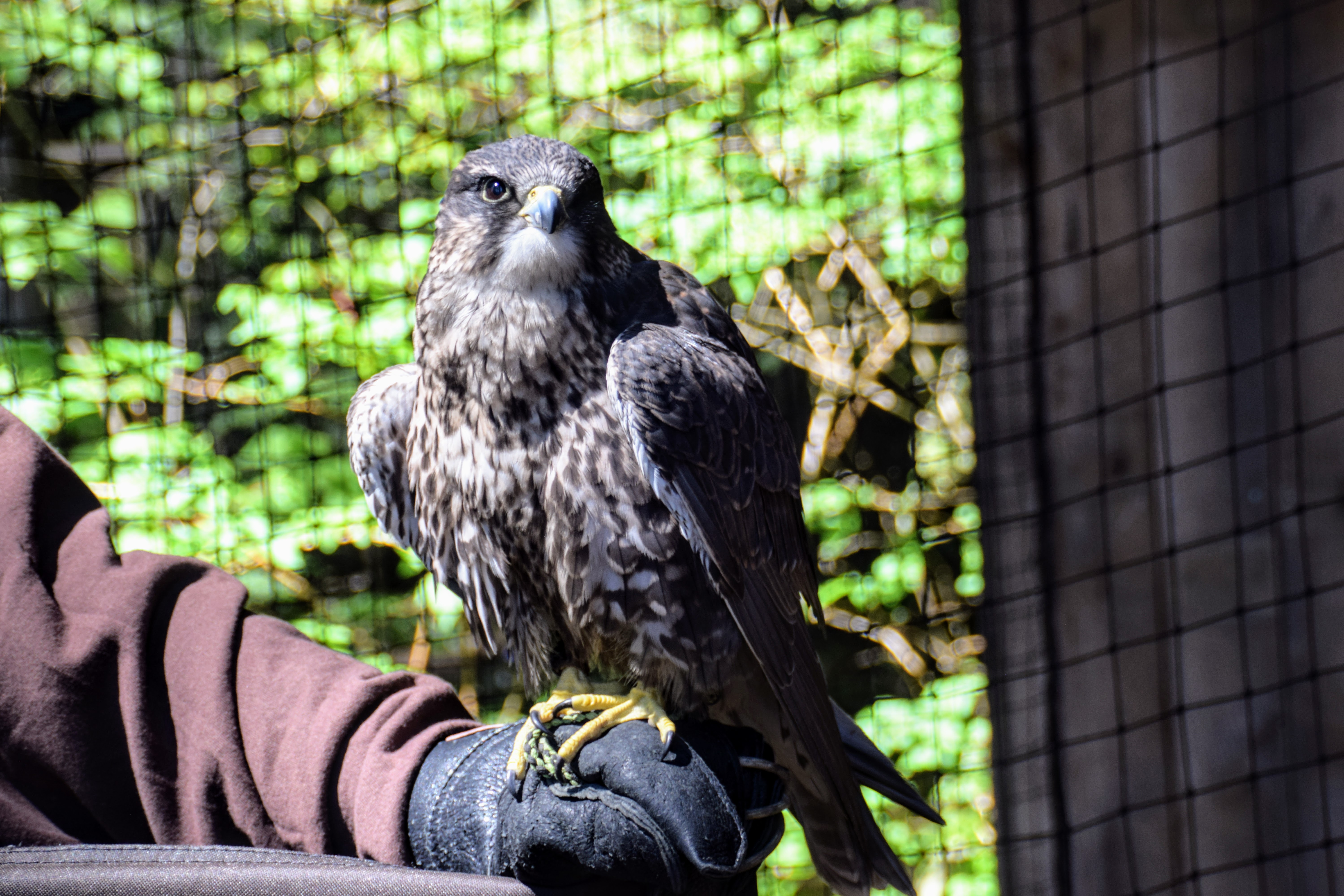 gyrfalcon