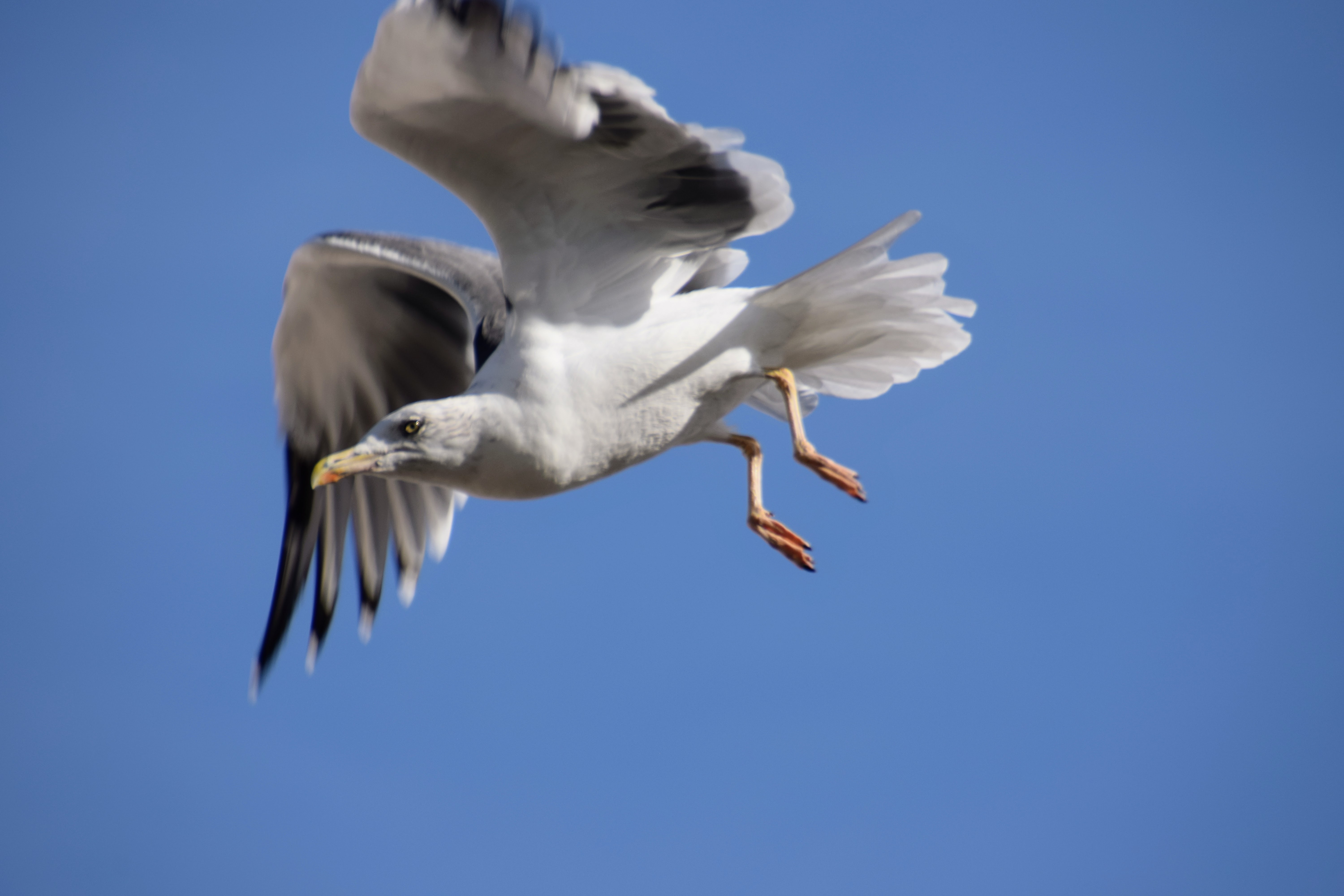 fall-takeoff