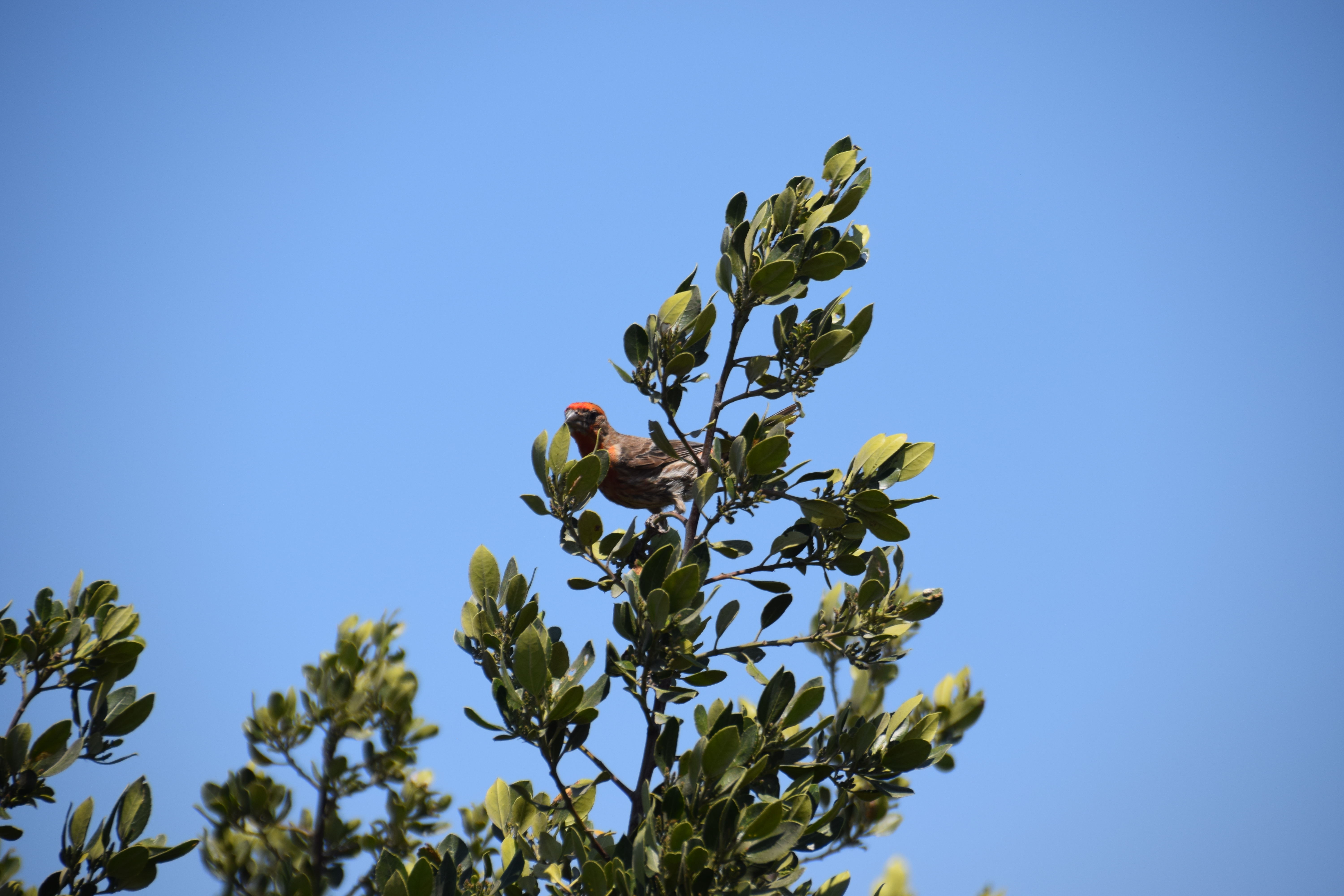 housefinch