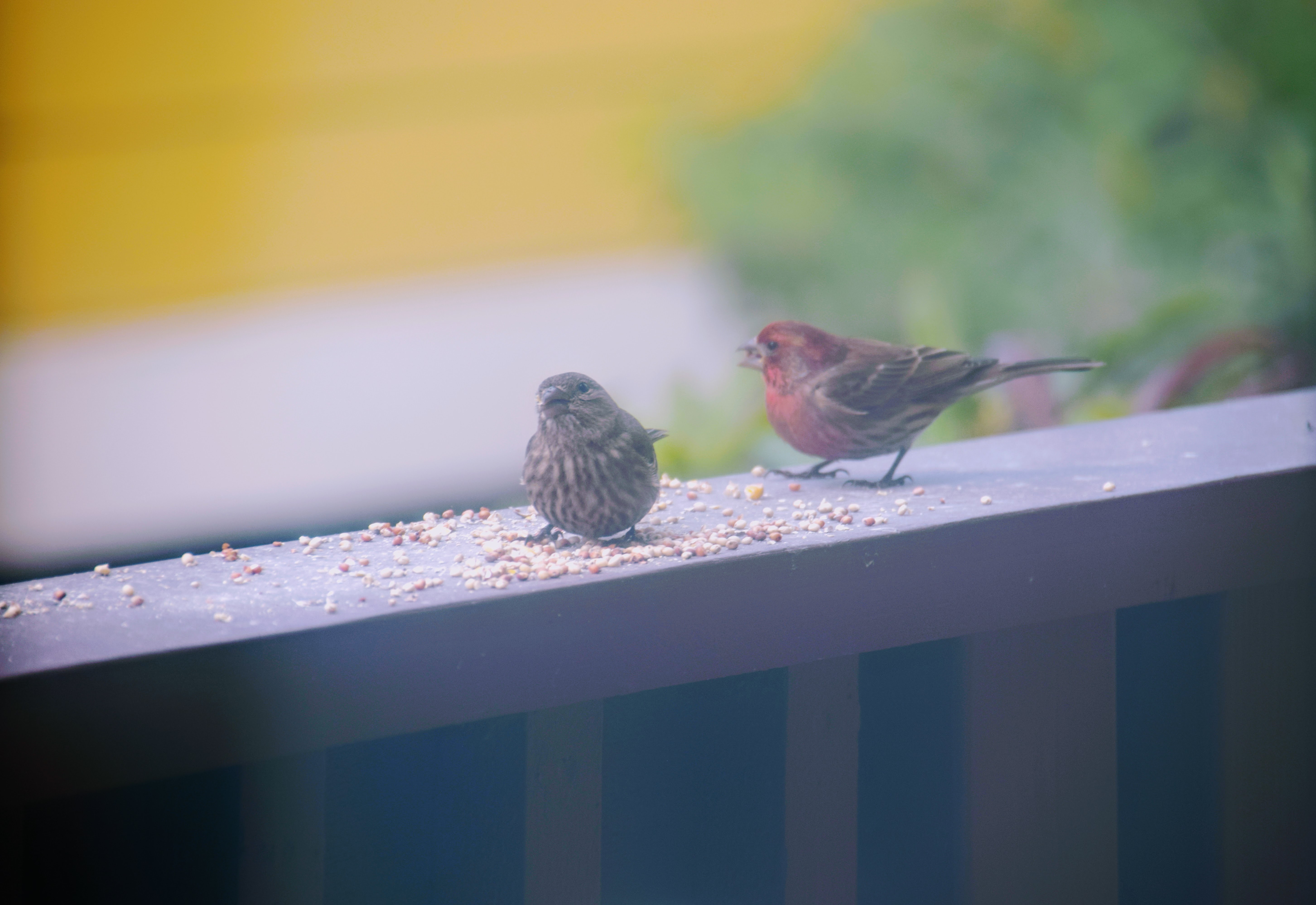 finch-couple