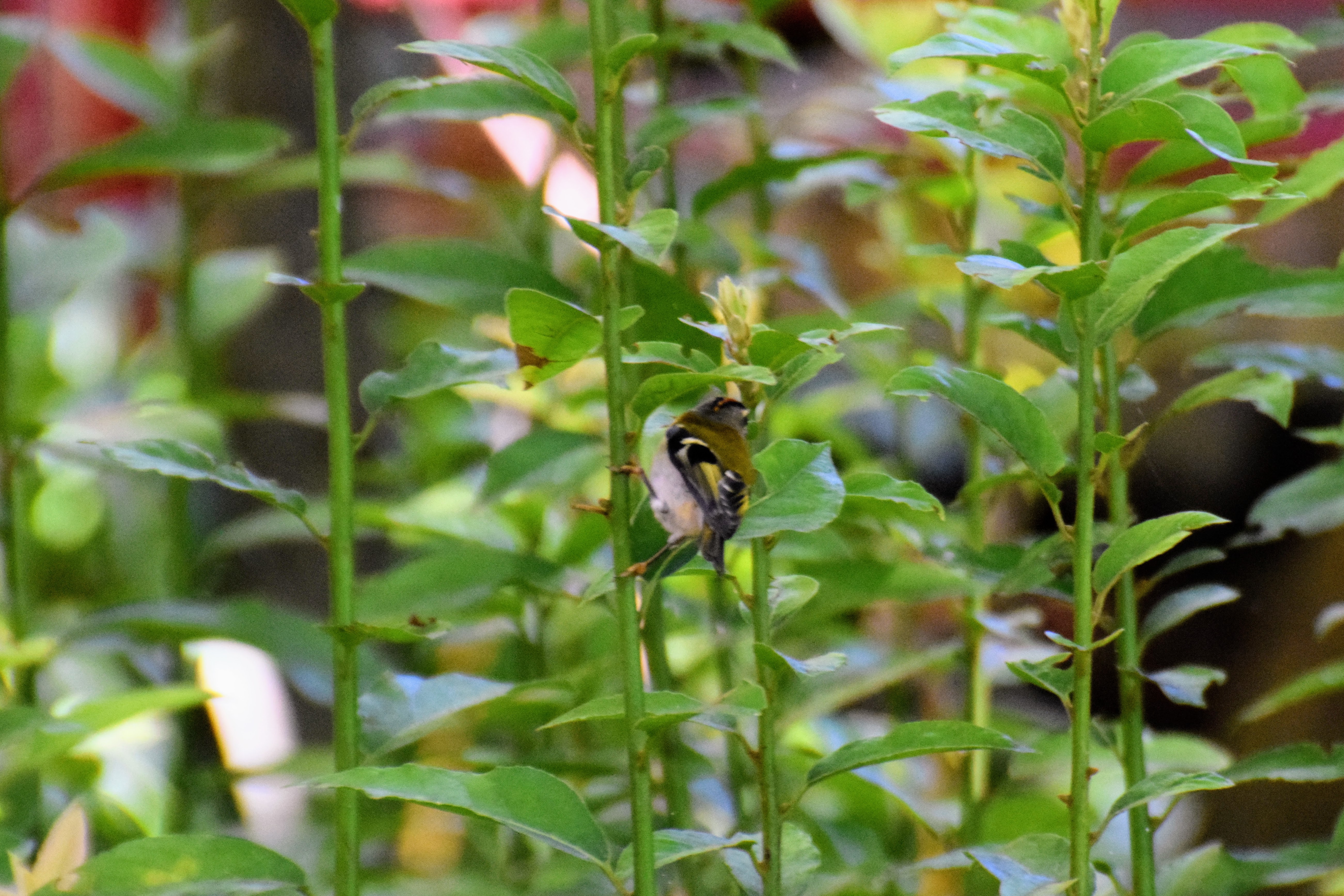 firecrest-2