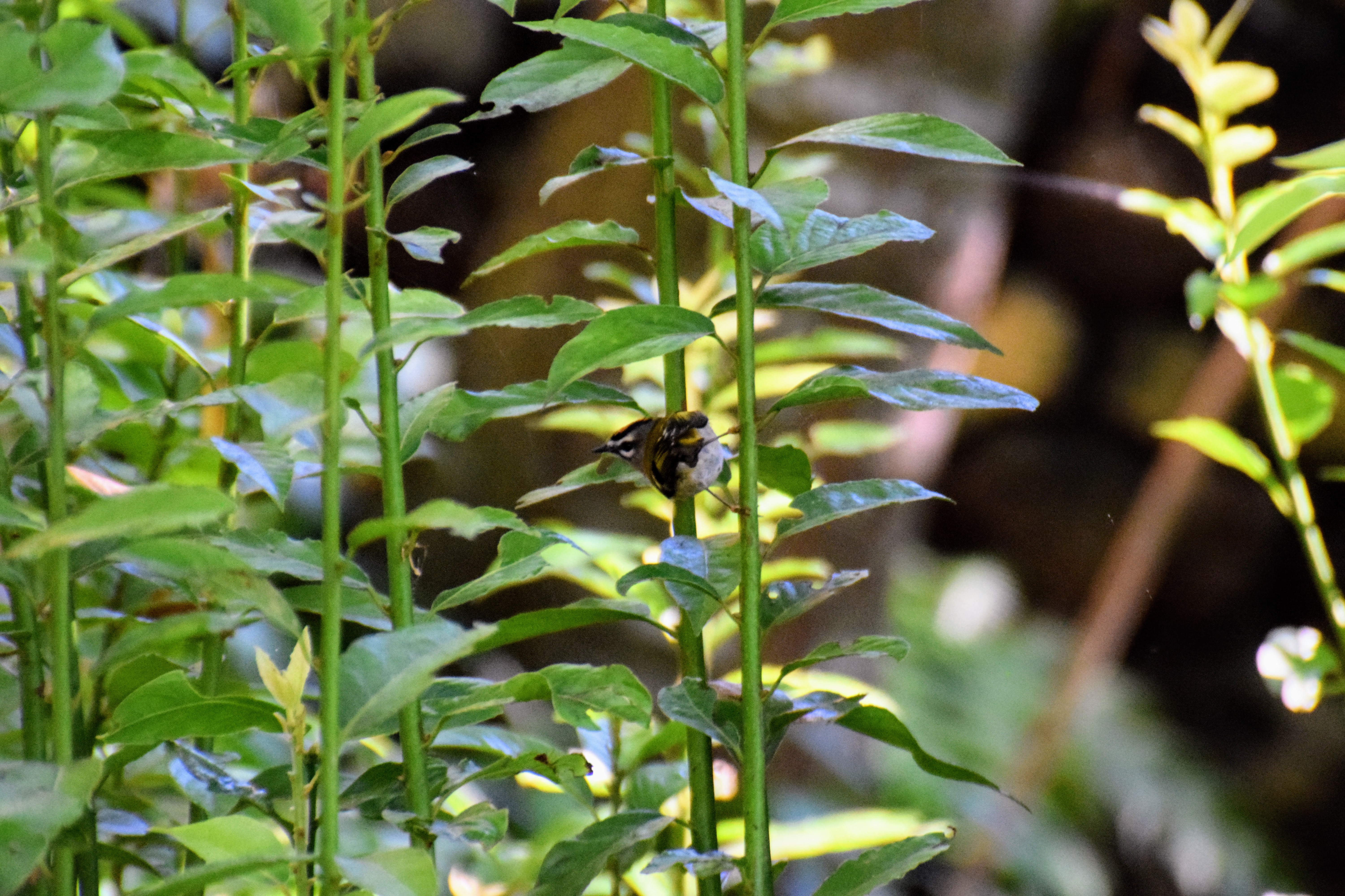 firecrest