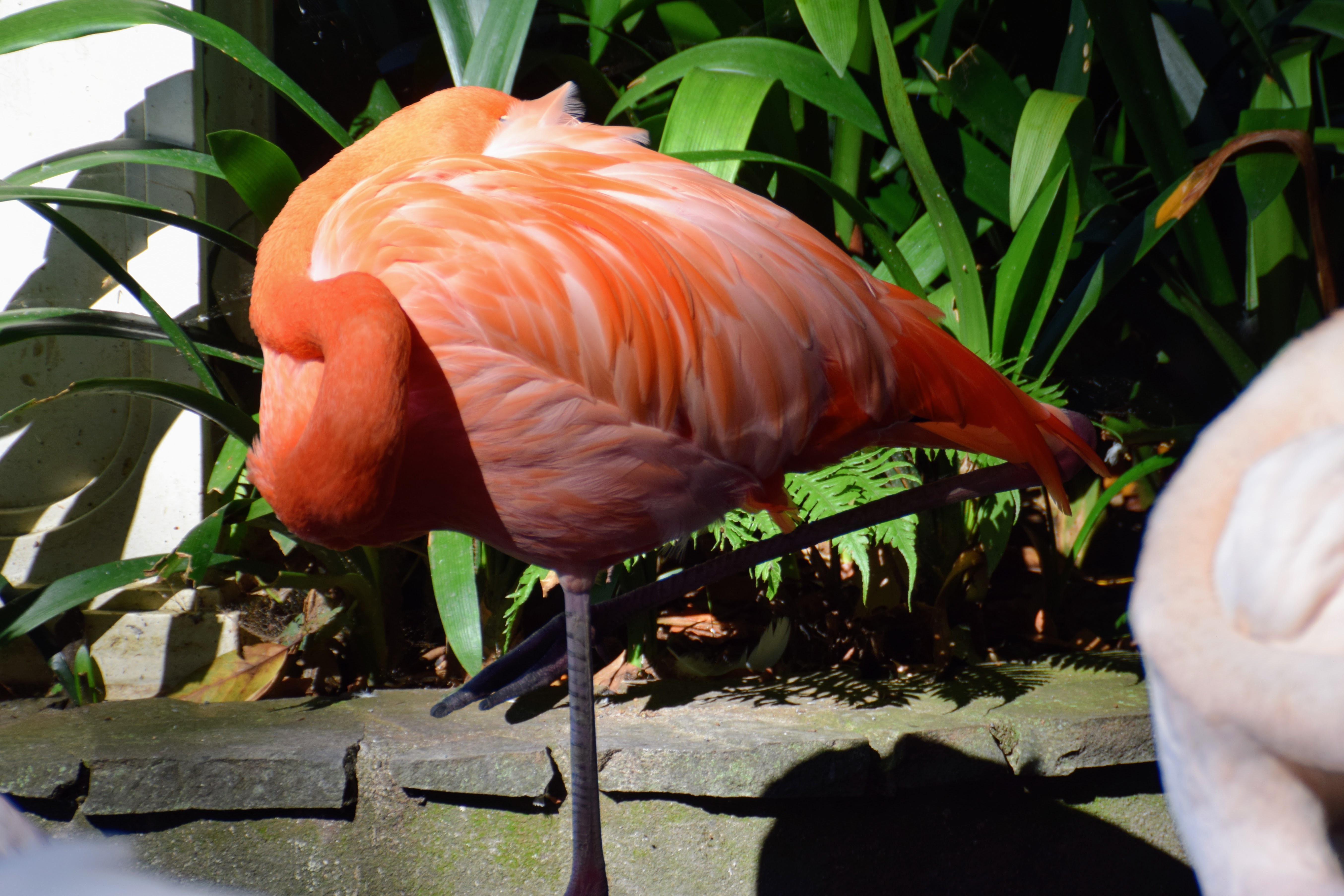 flamingo-3