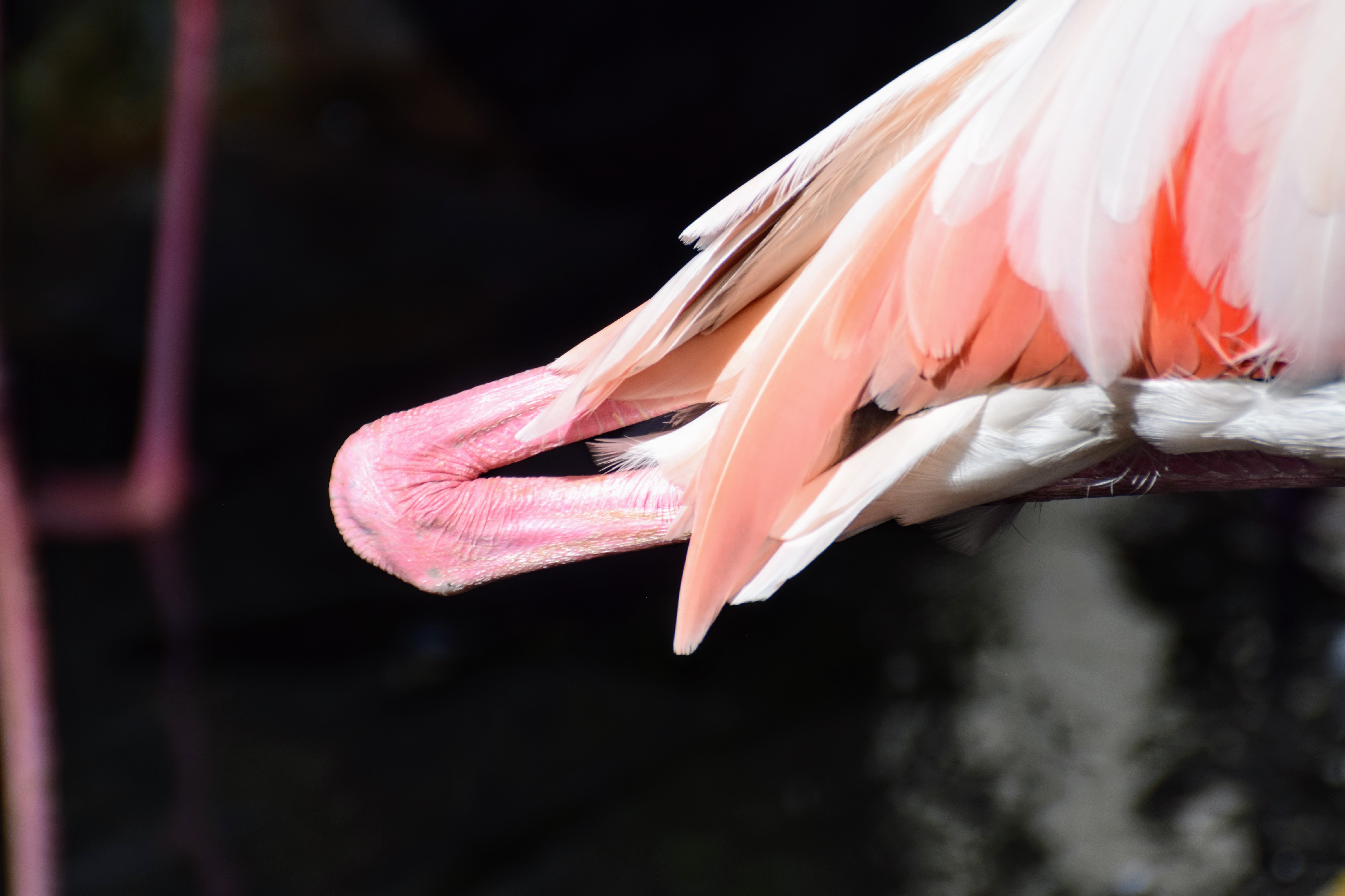 flamingo-heel