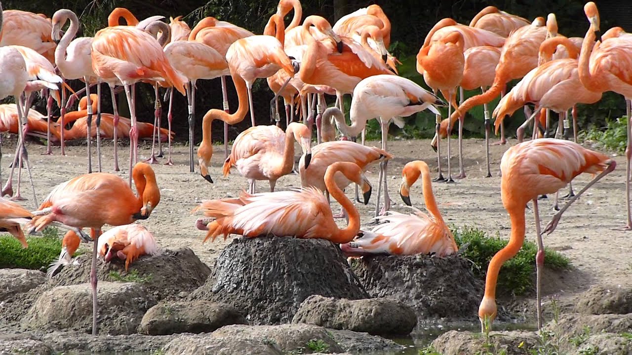 flamingo-nest