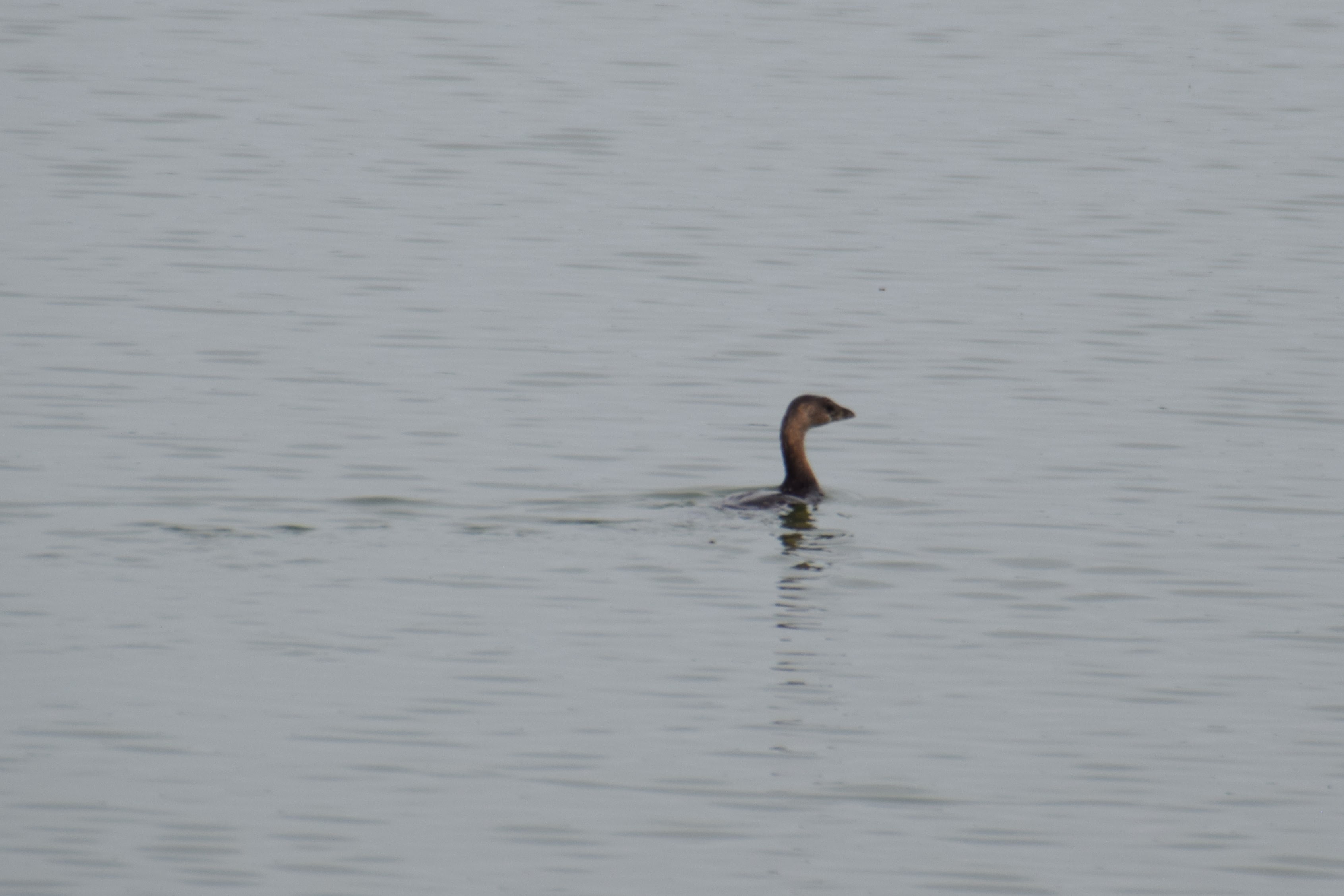 pied-billed