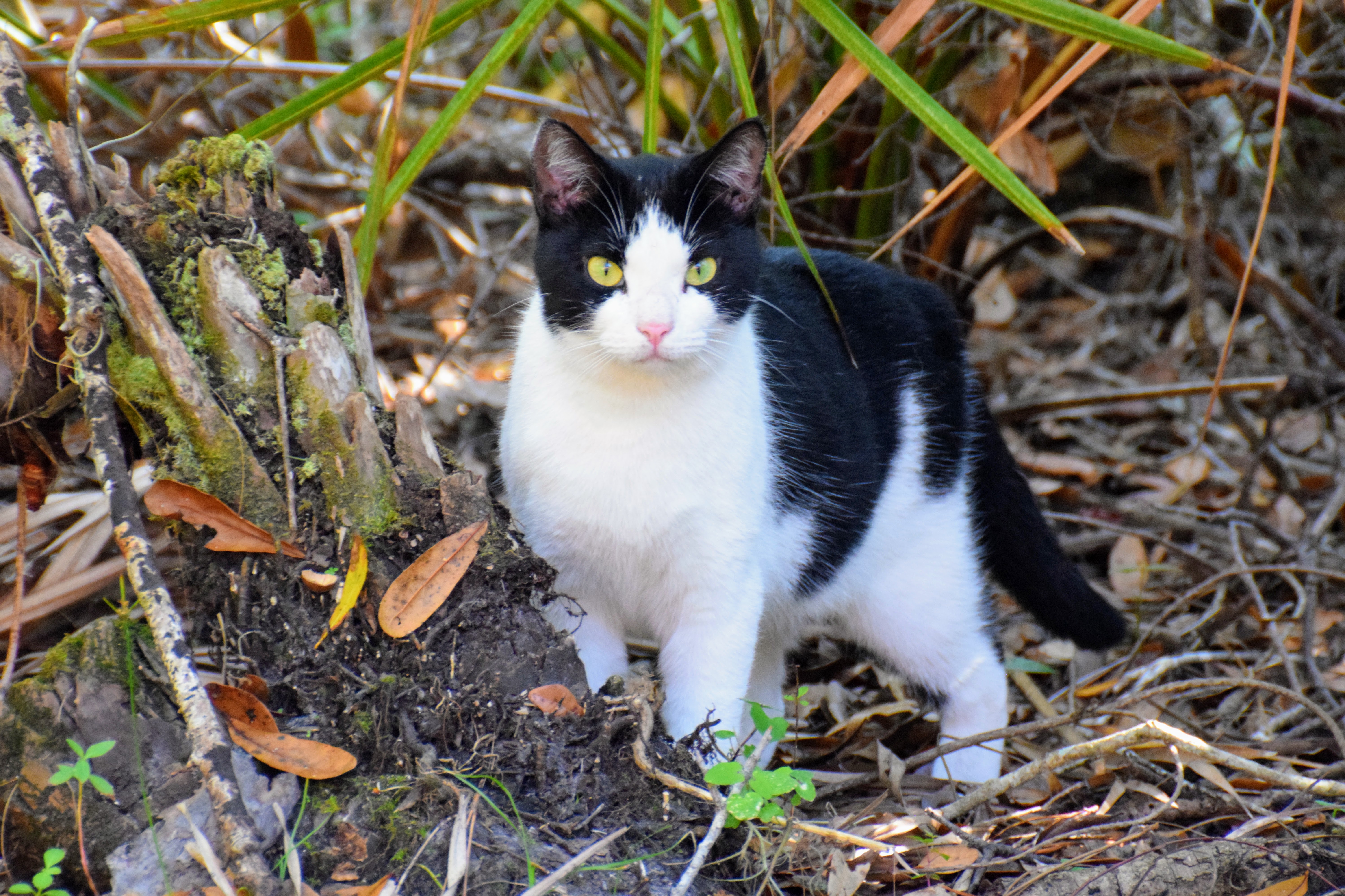 cat