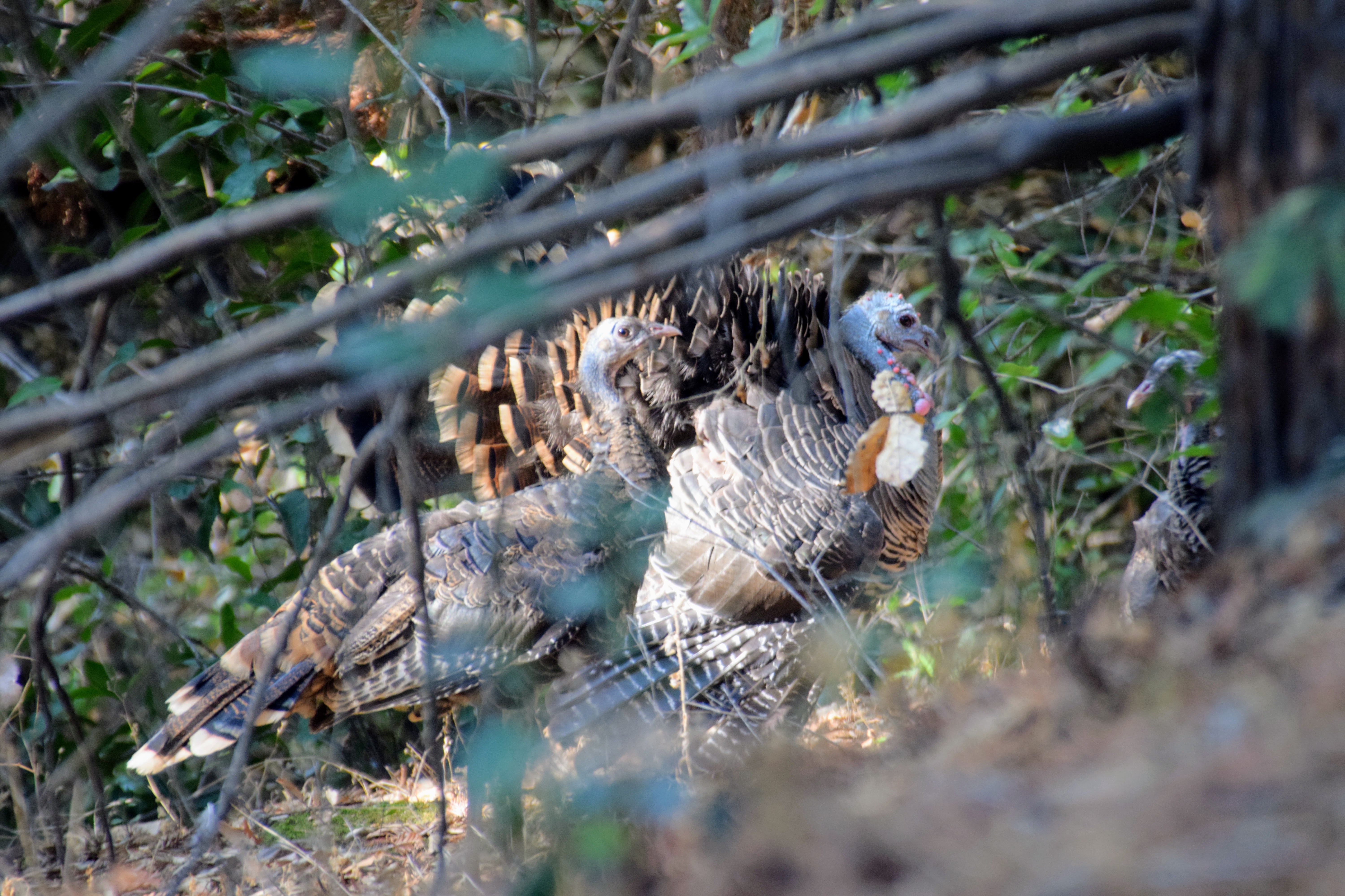 fluffed-turkey