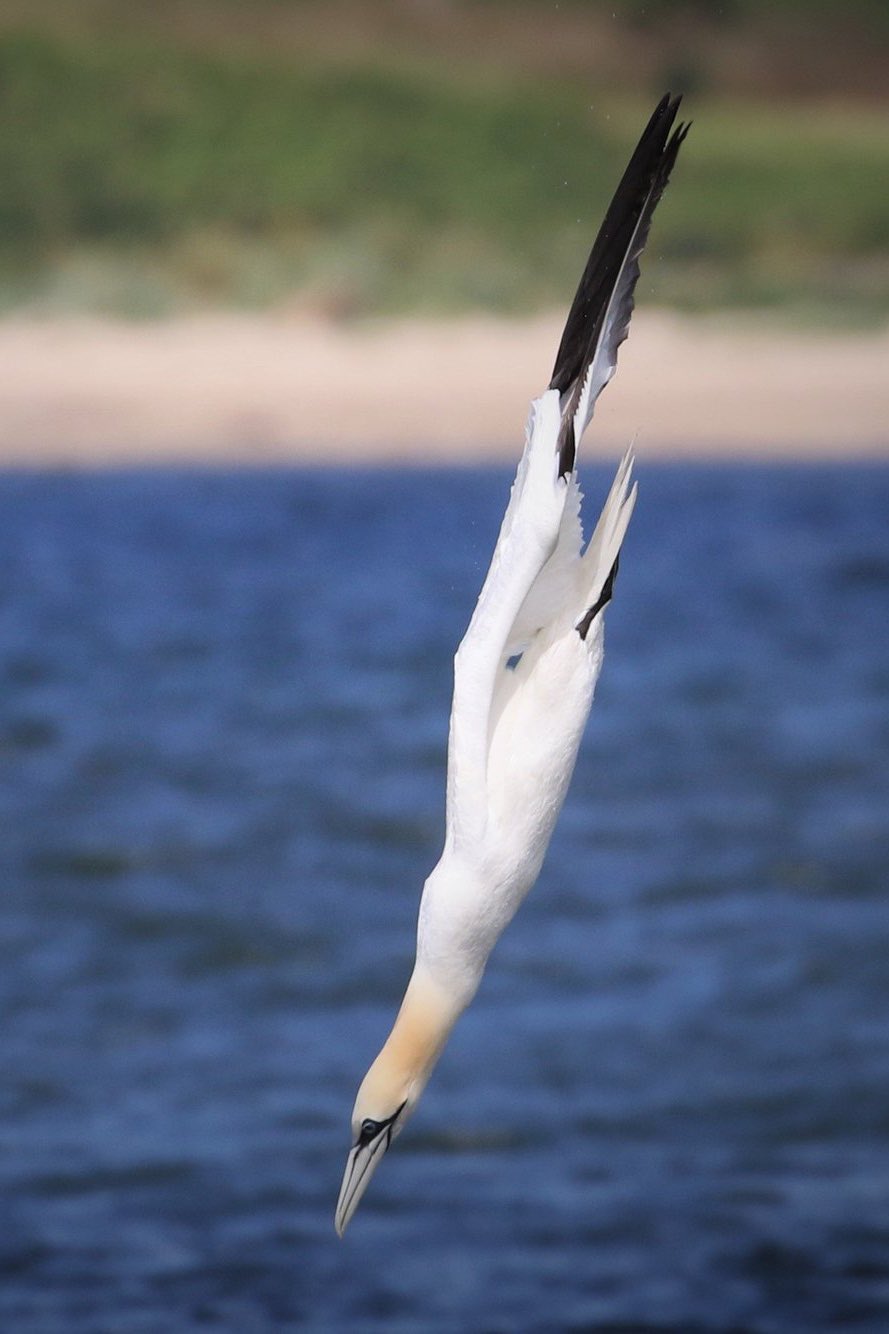 gannet