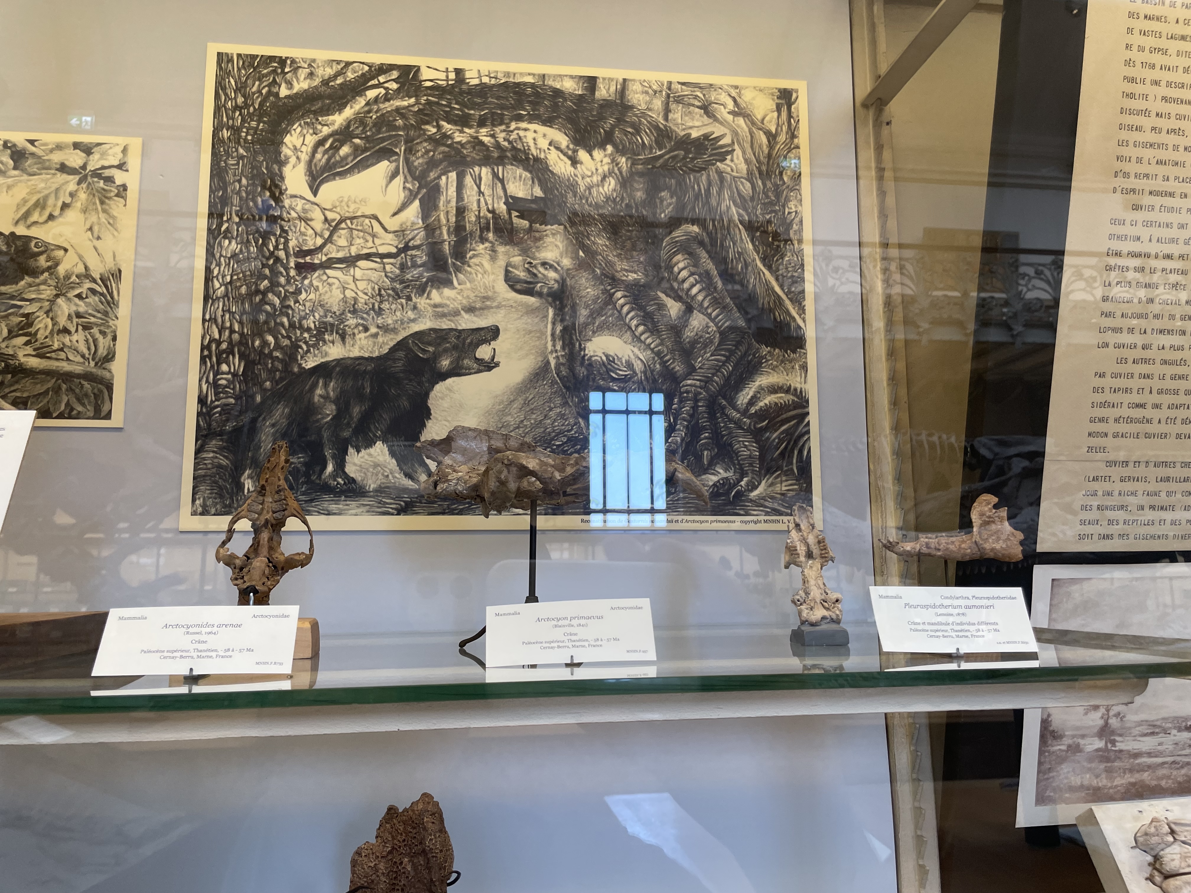 gastornis