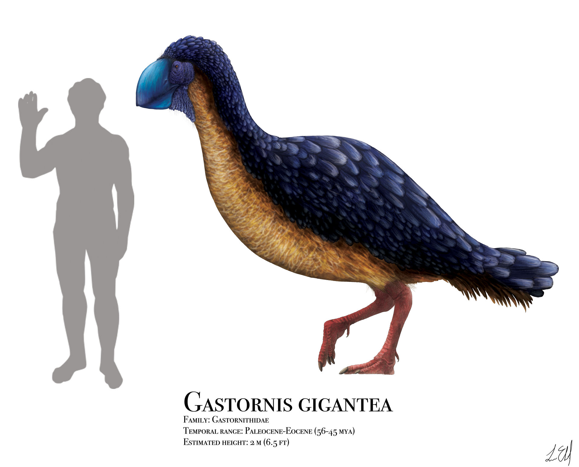 gastornis