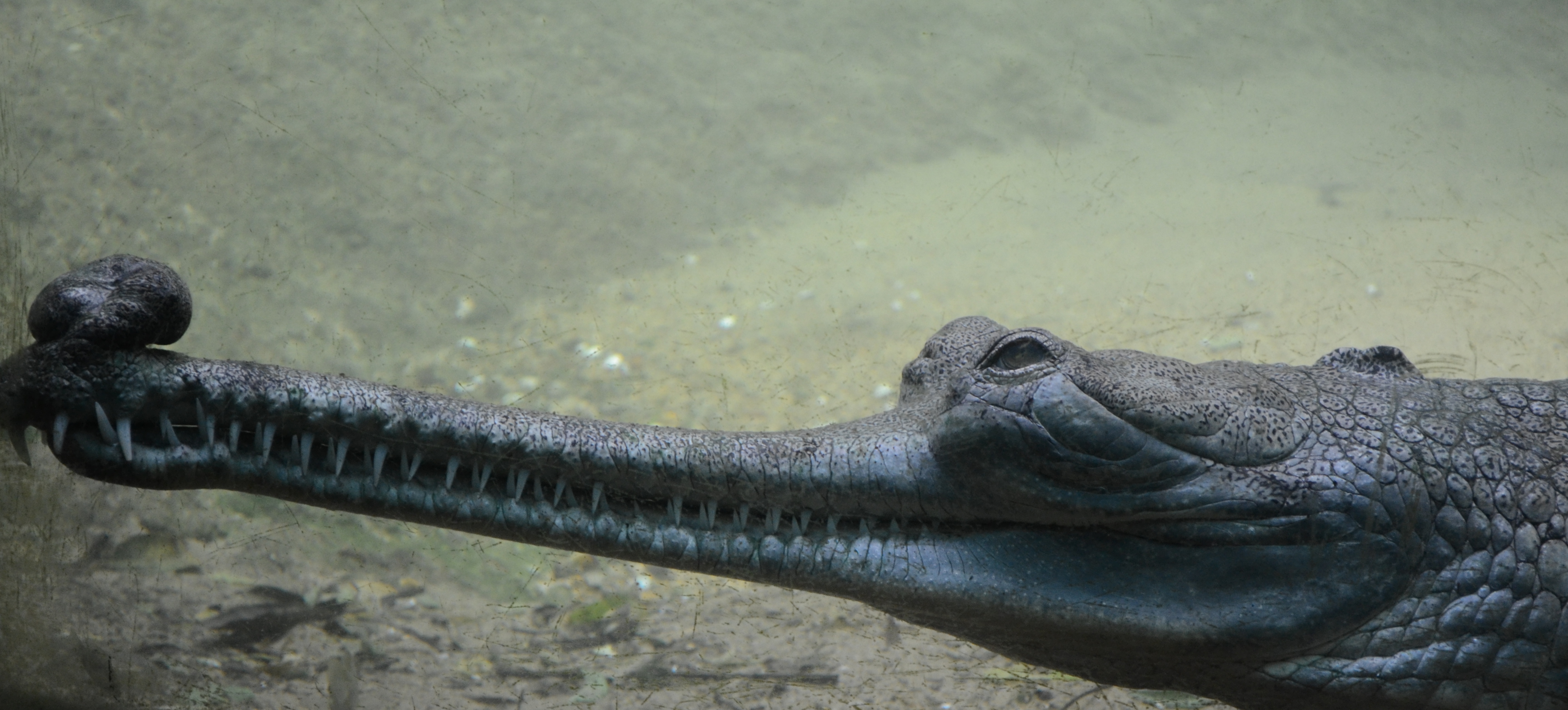 gharial