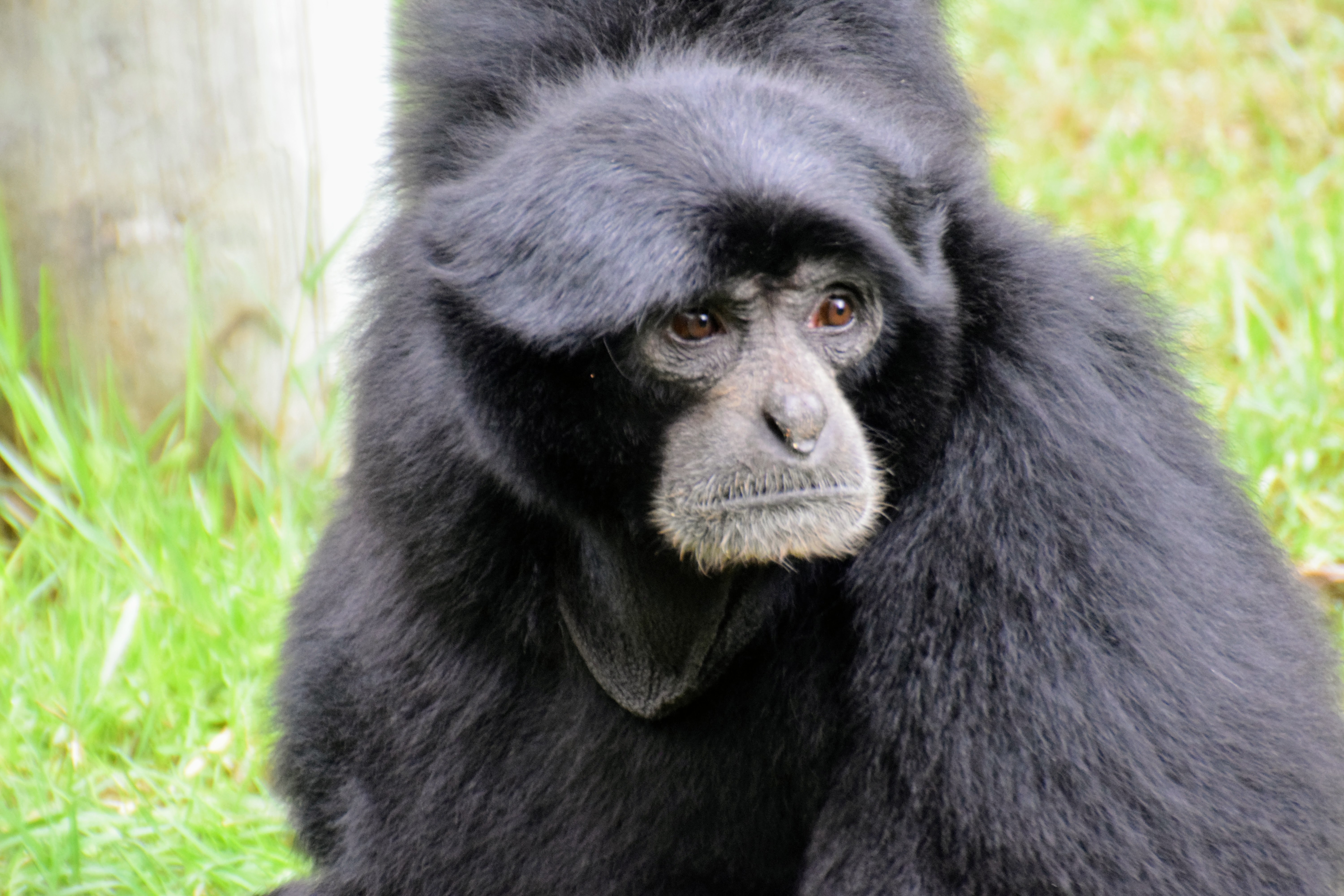 siamang