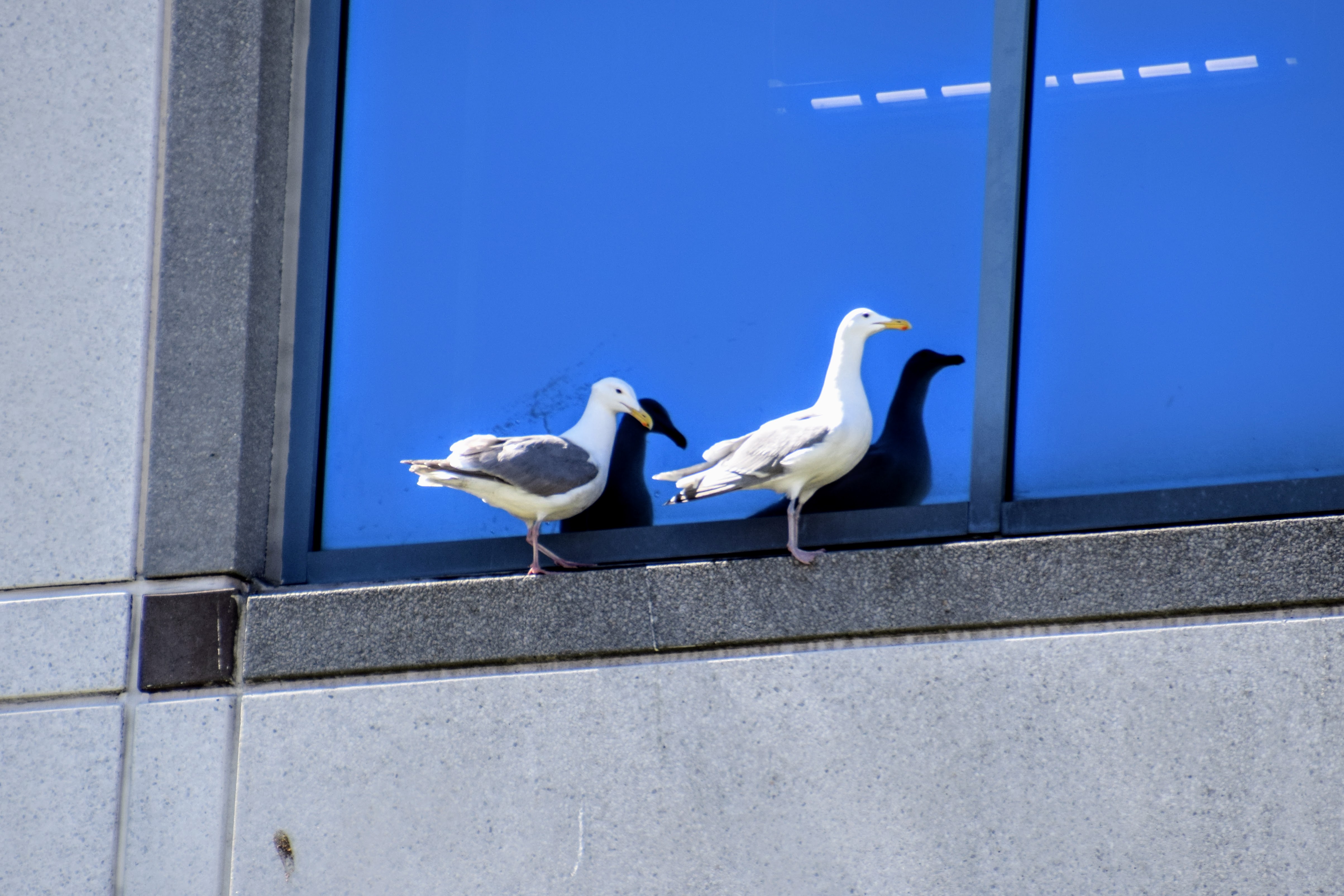 glaucous2