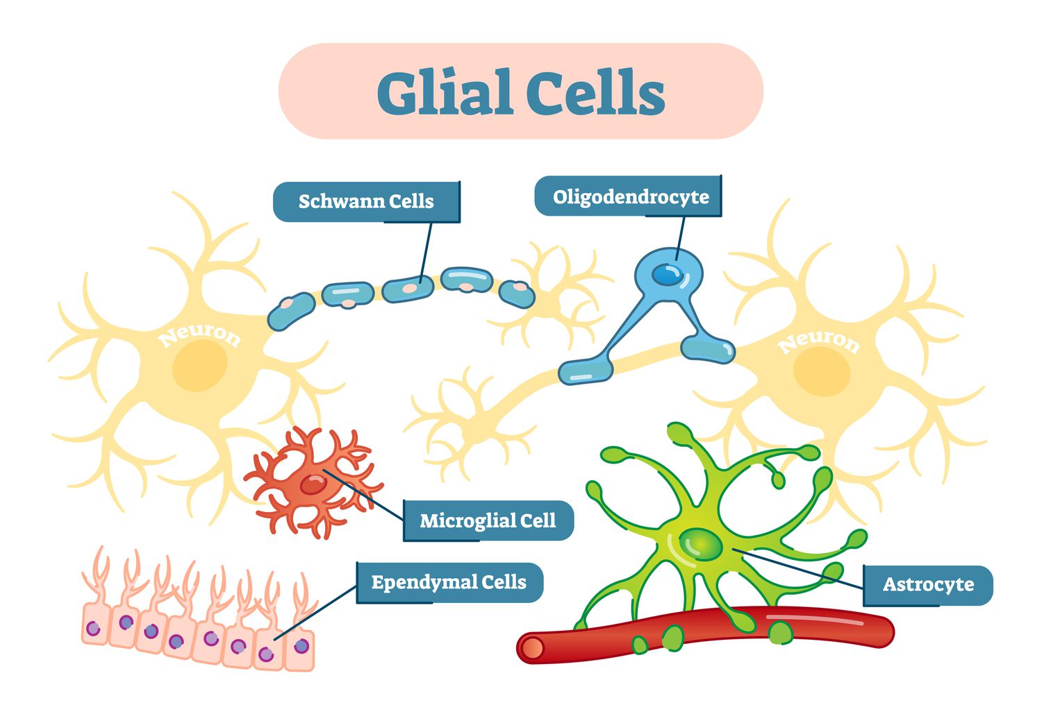 glial-cells