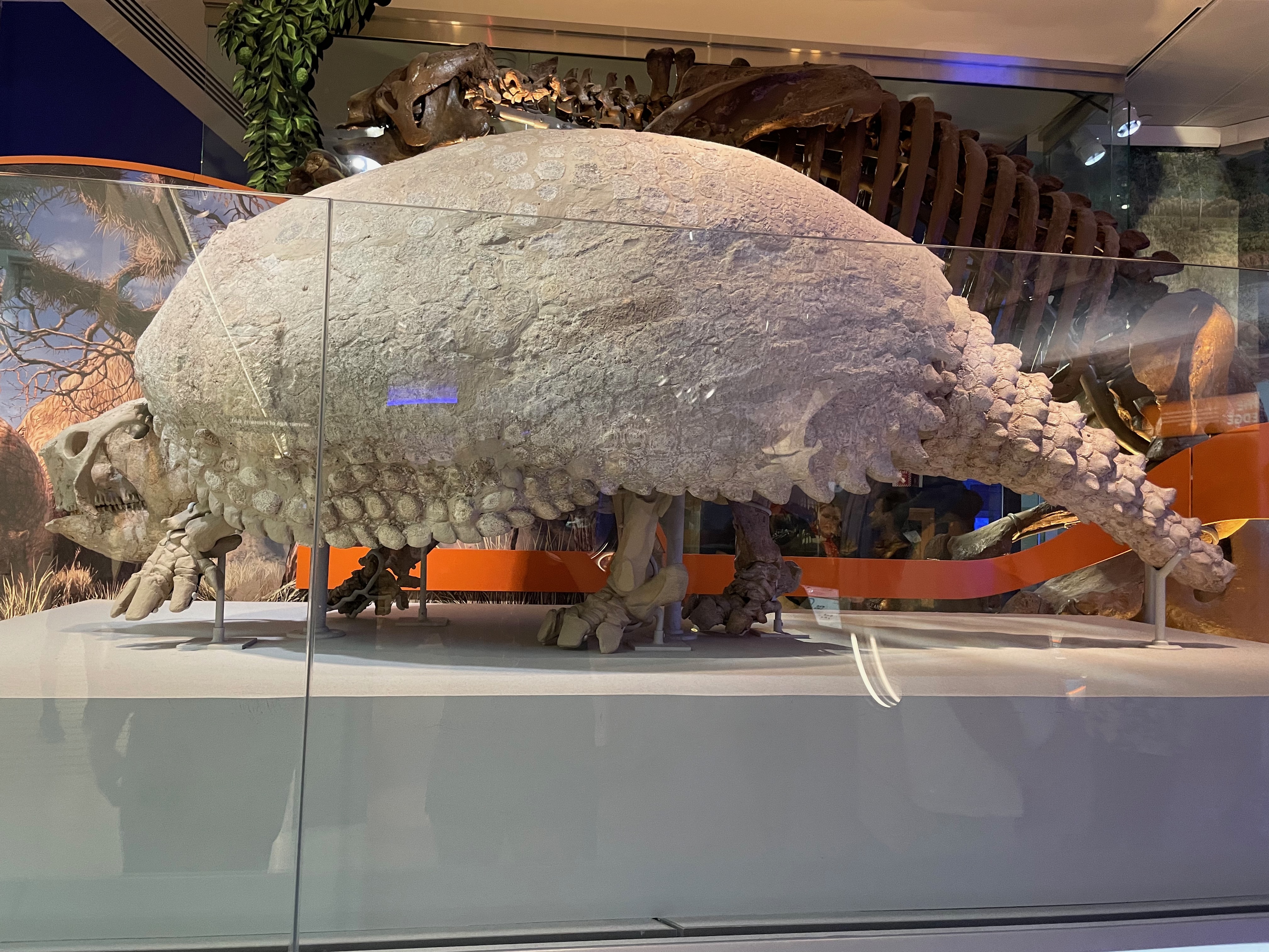 glyptodon