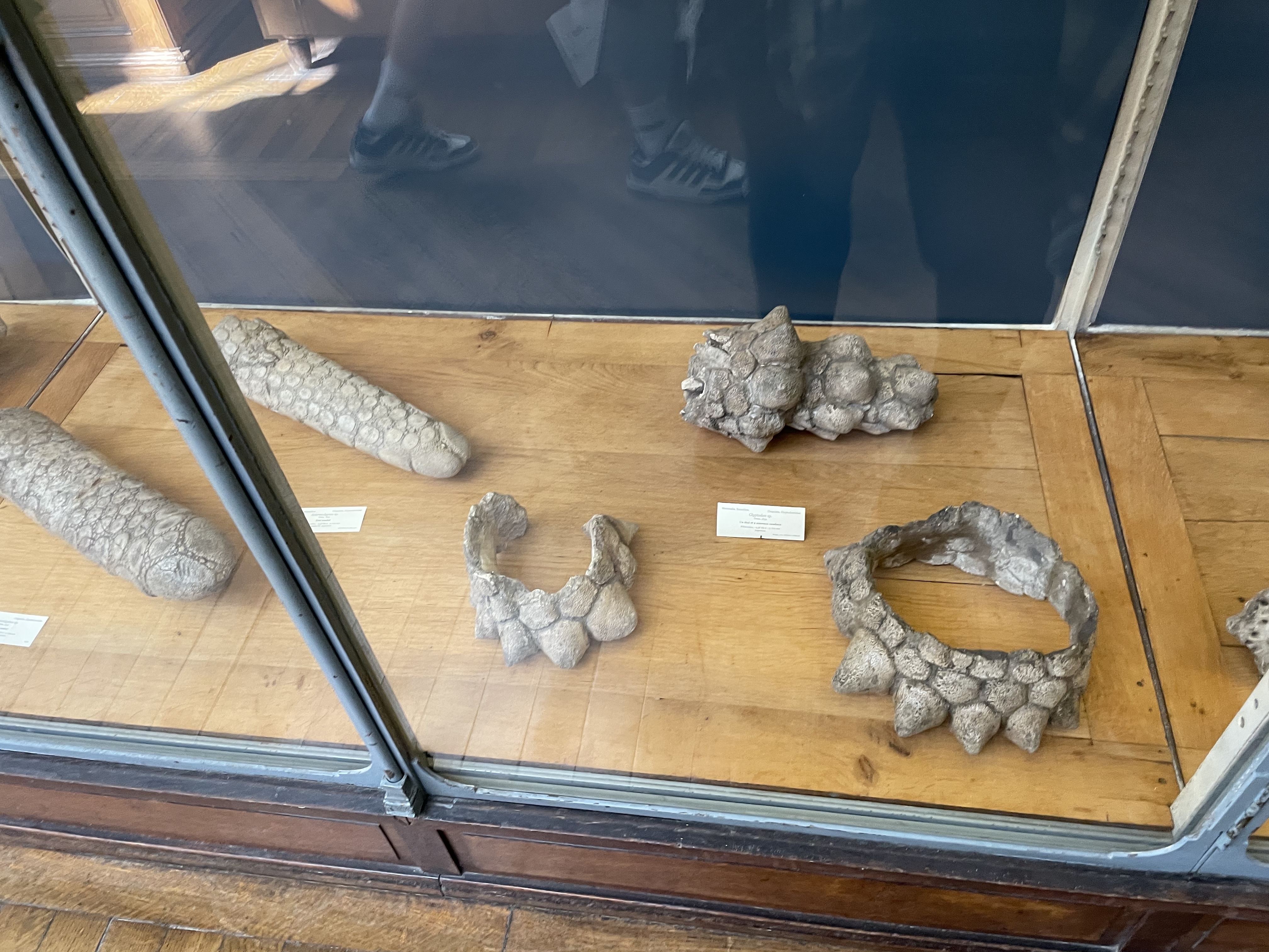 glyptodonts