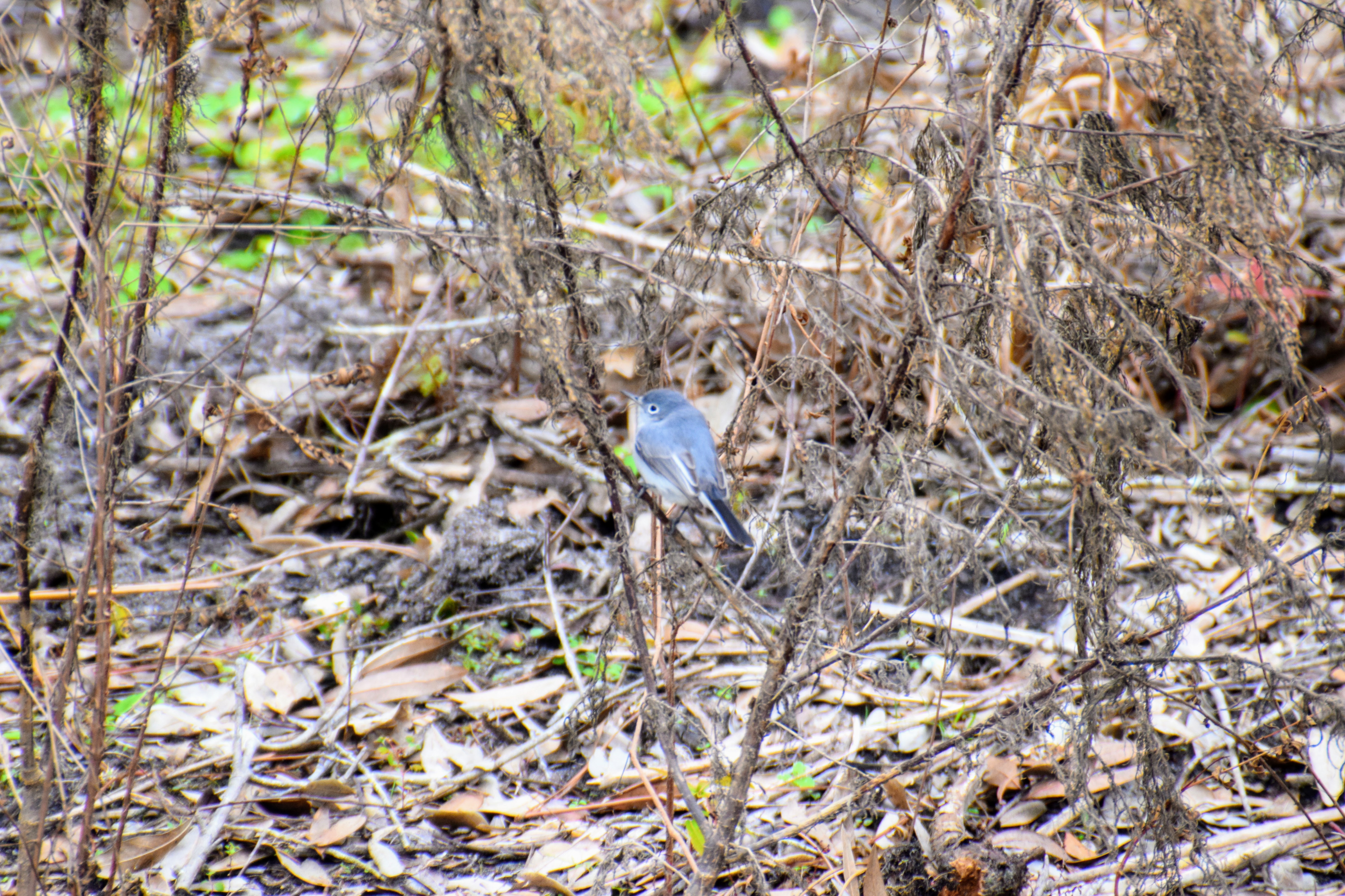 gnatcatcher