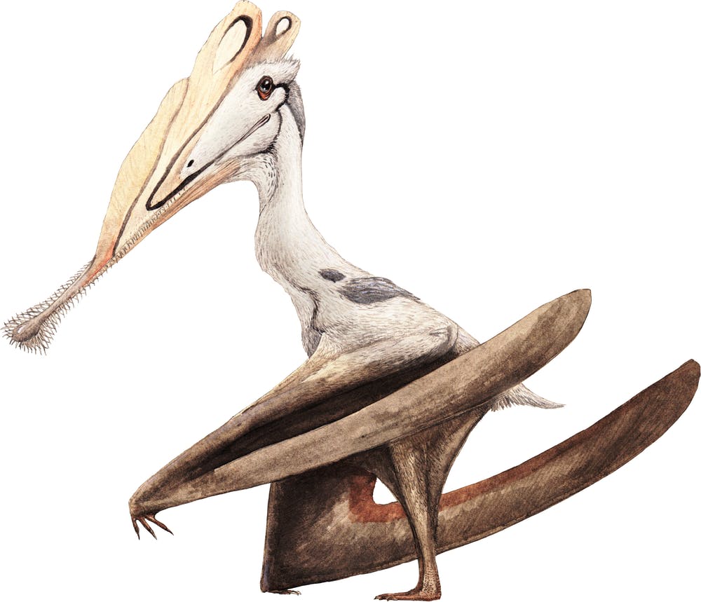 gnathosaurus