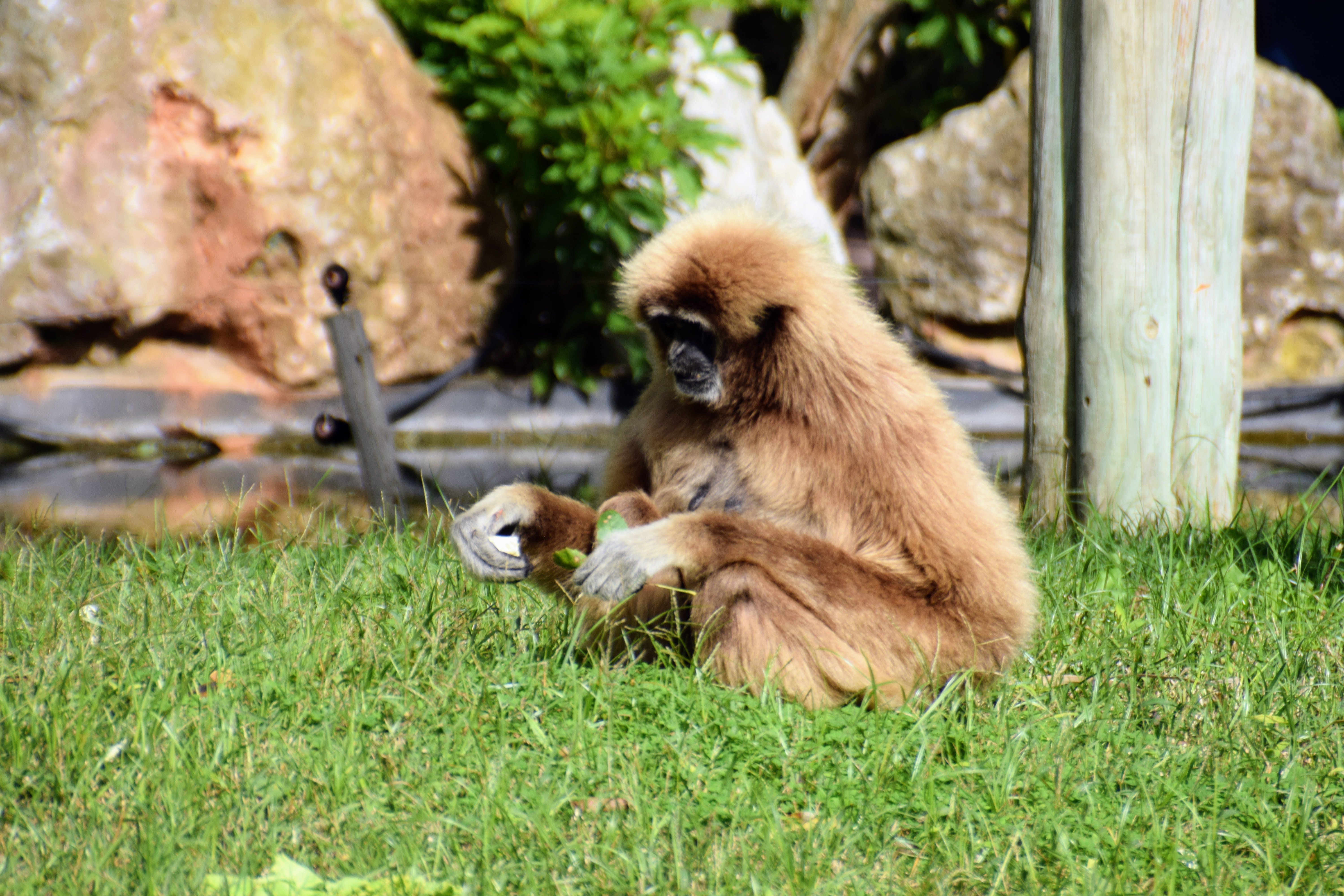 gibbon3