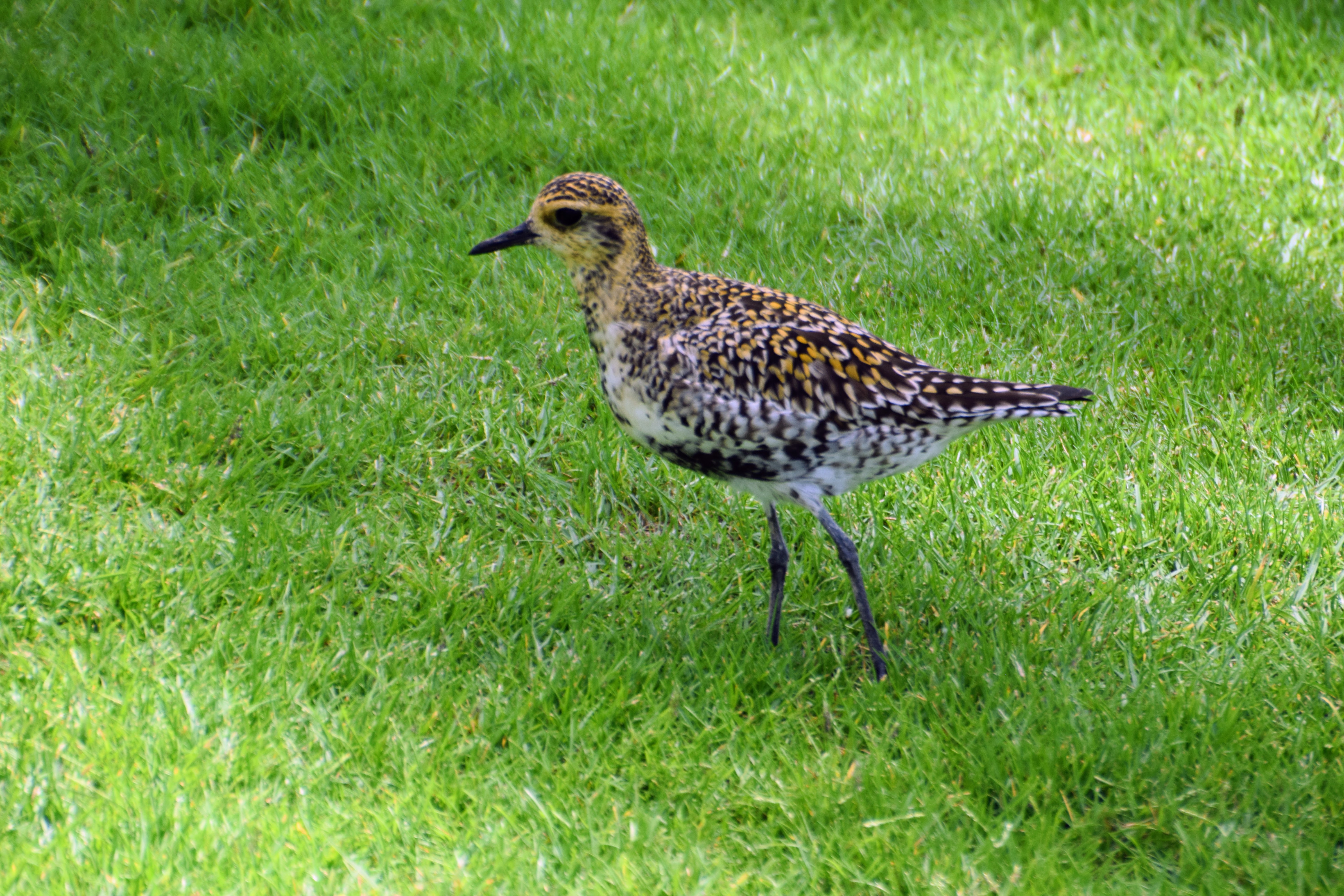 golden-plover