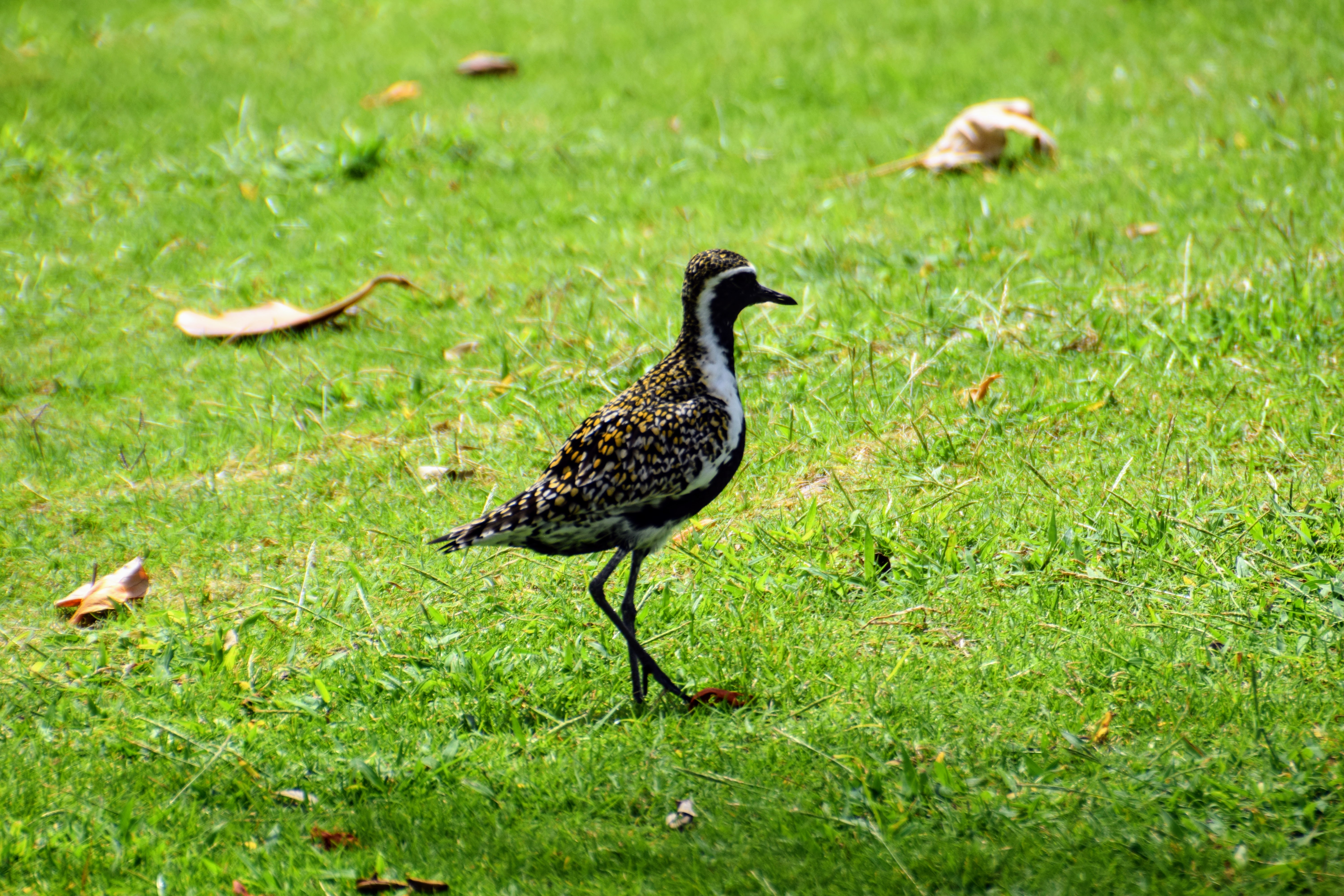 golden-plover-2