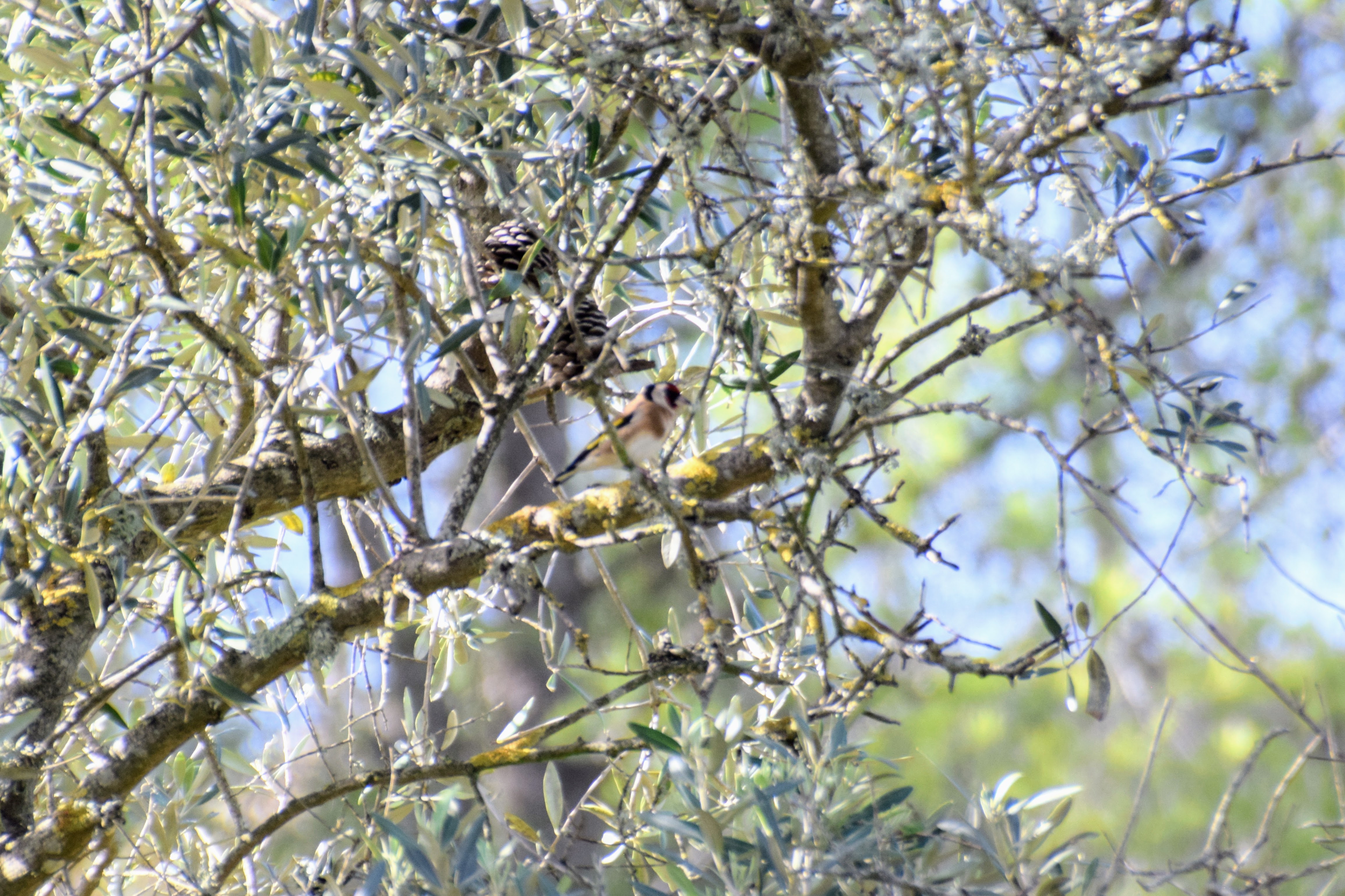 goldfinch