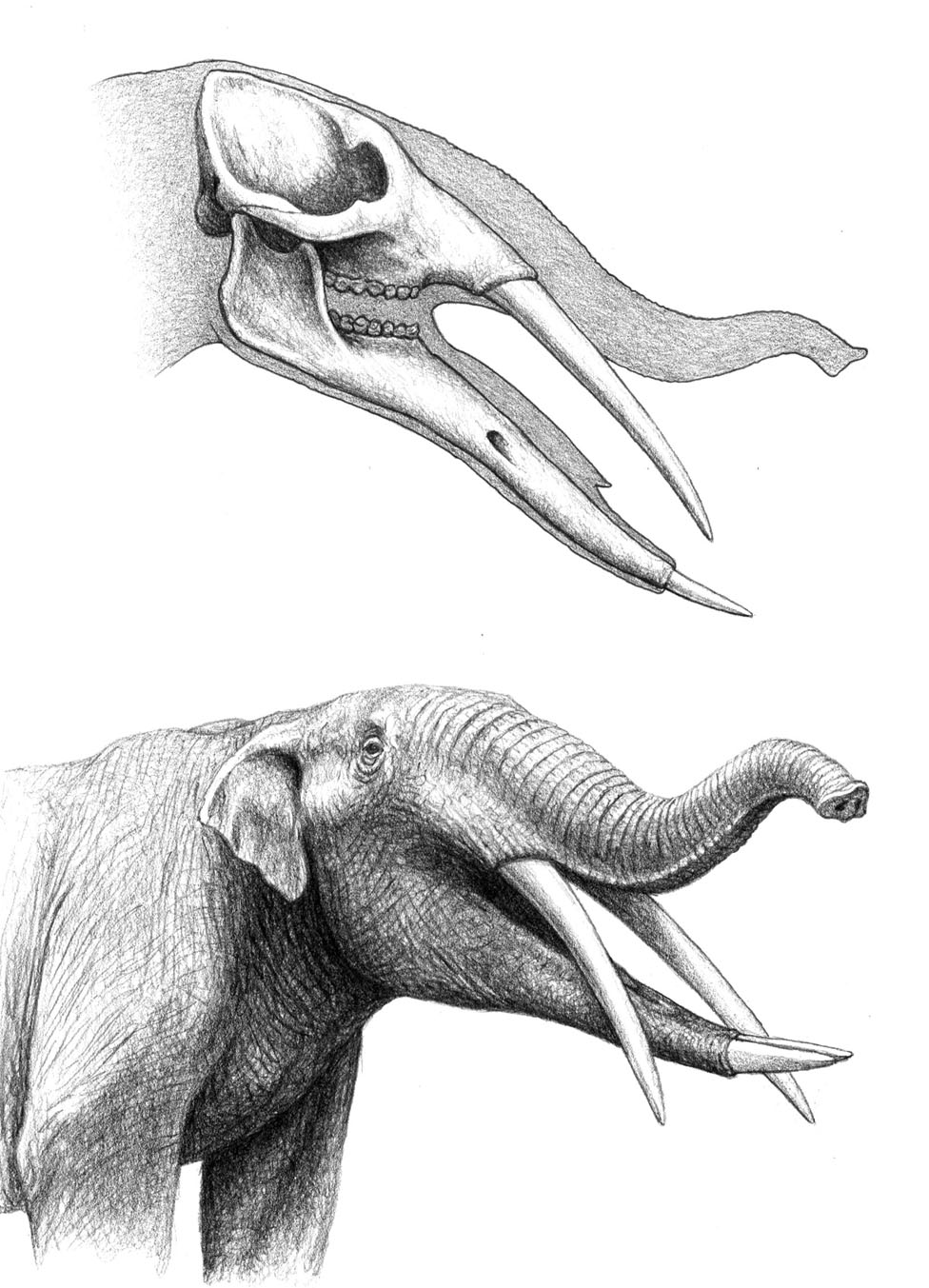 gomphotherium