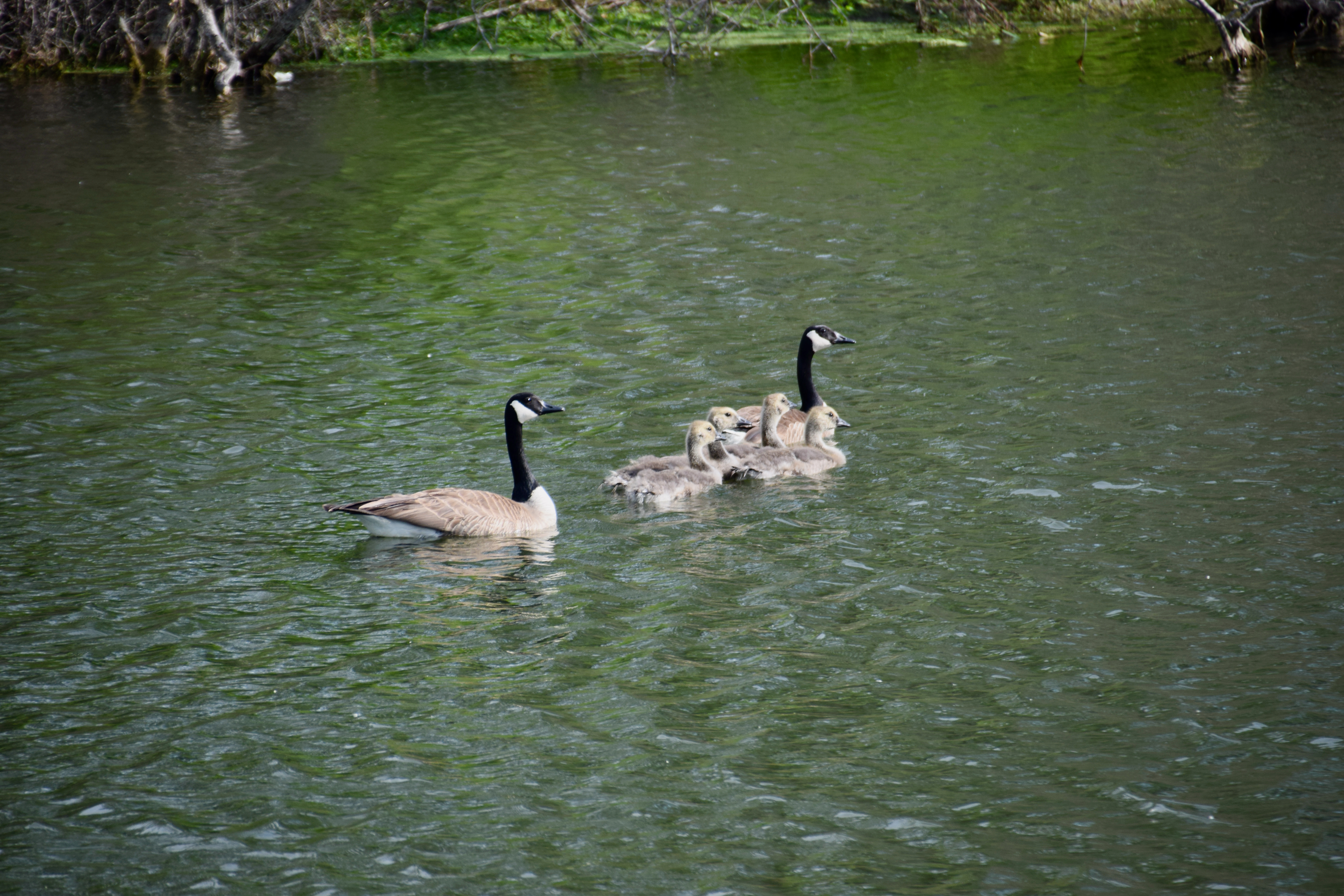 goslings