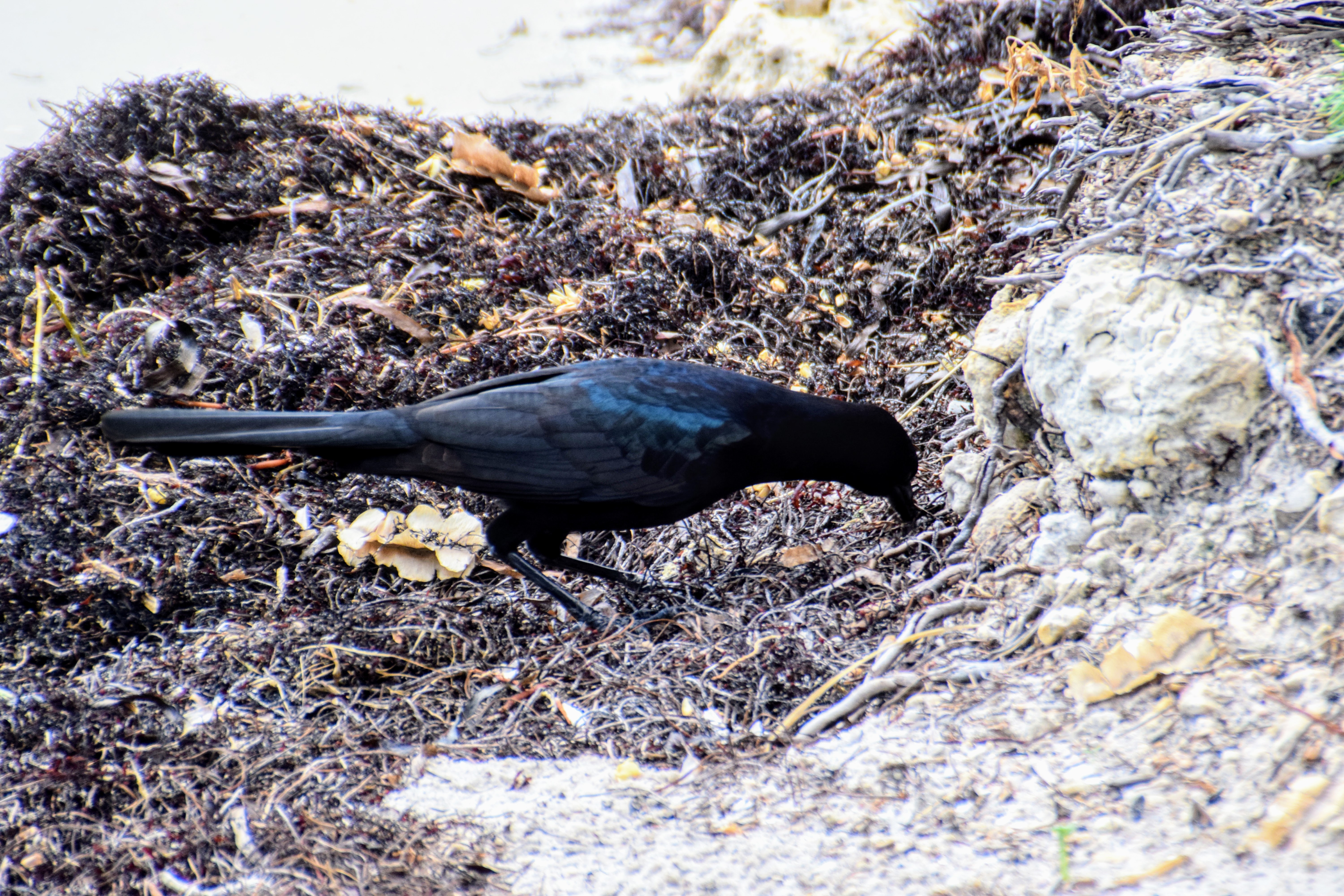 grackle-2