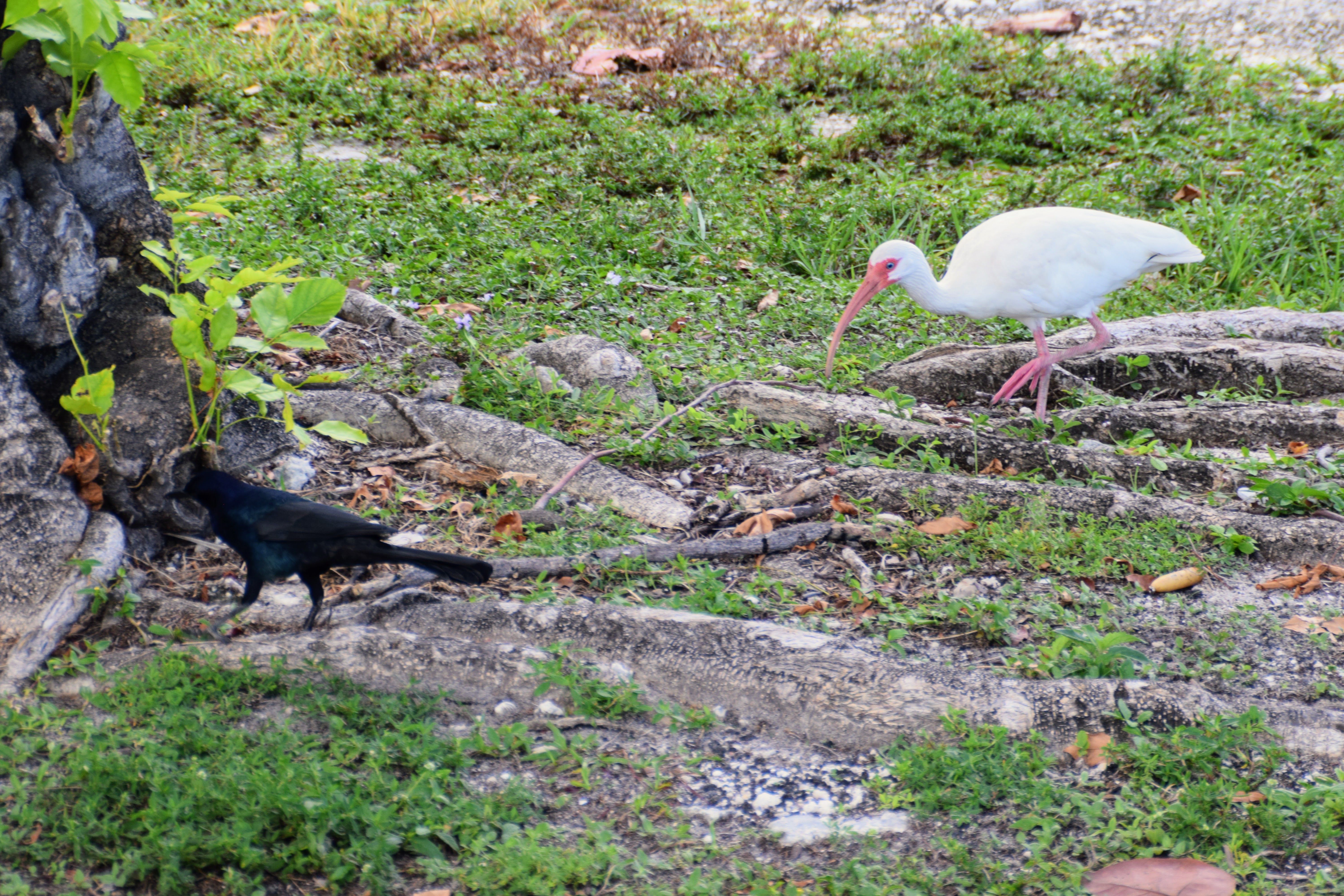 ibis-and-grackle