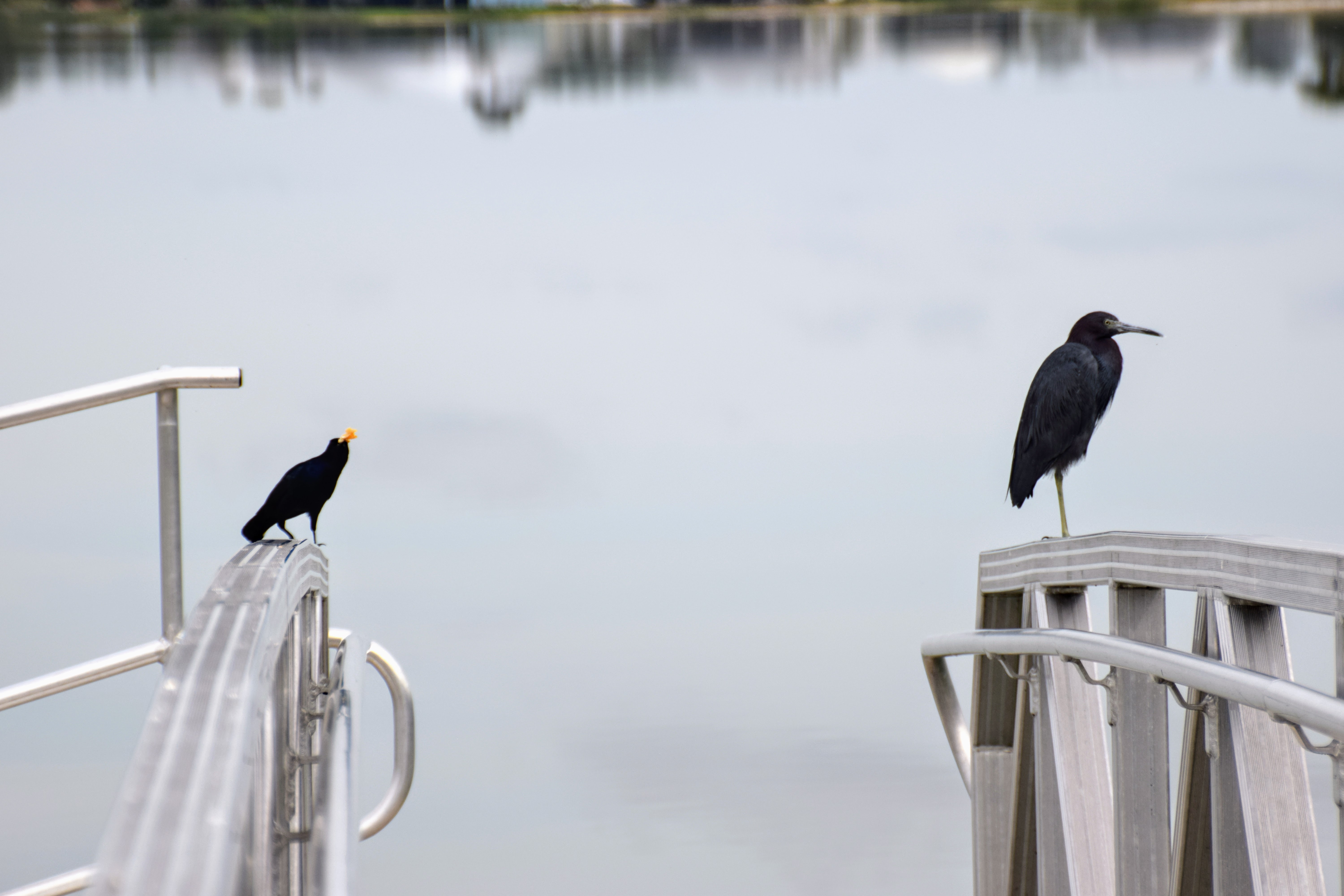 grackle-and-heron